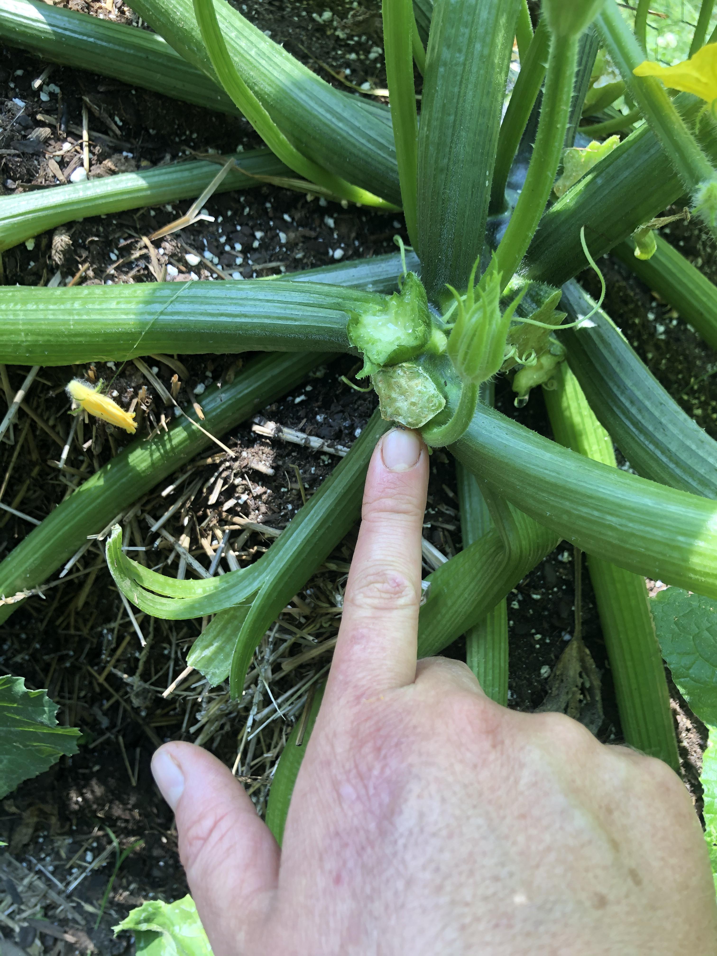 Main stem of zucchini plant snapped off. Will it regrow? r/gardening