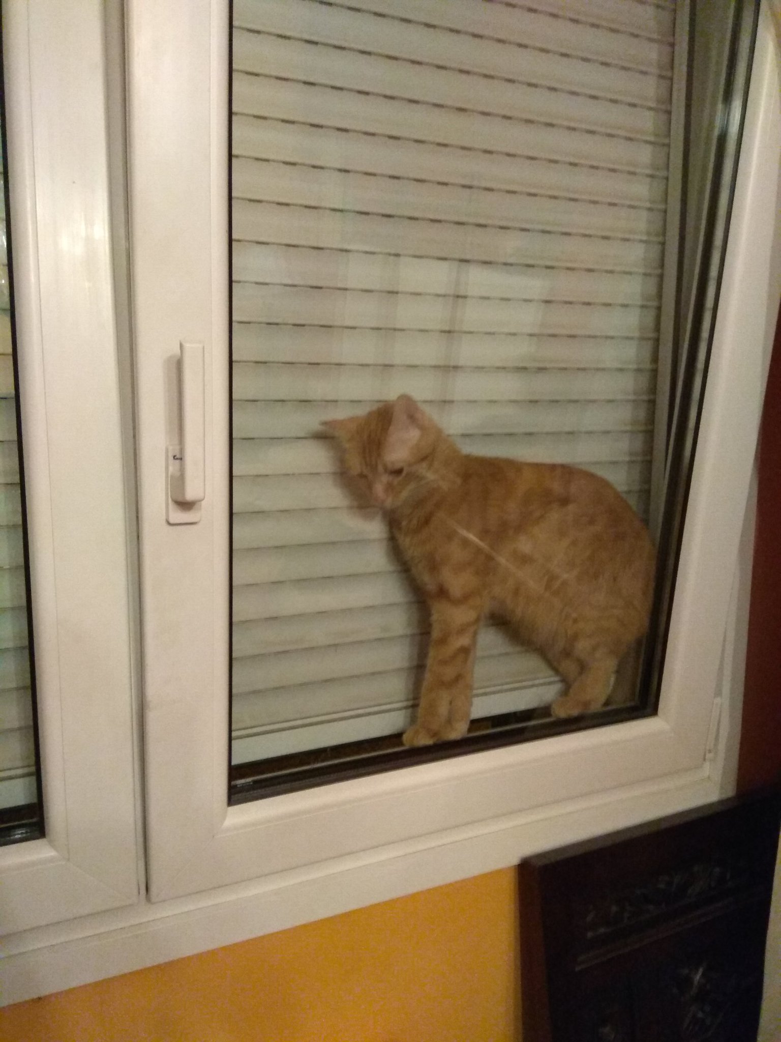 Kimi somehow got stuck between the blinds and the window r