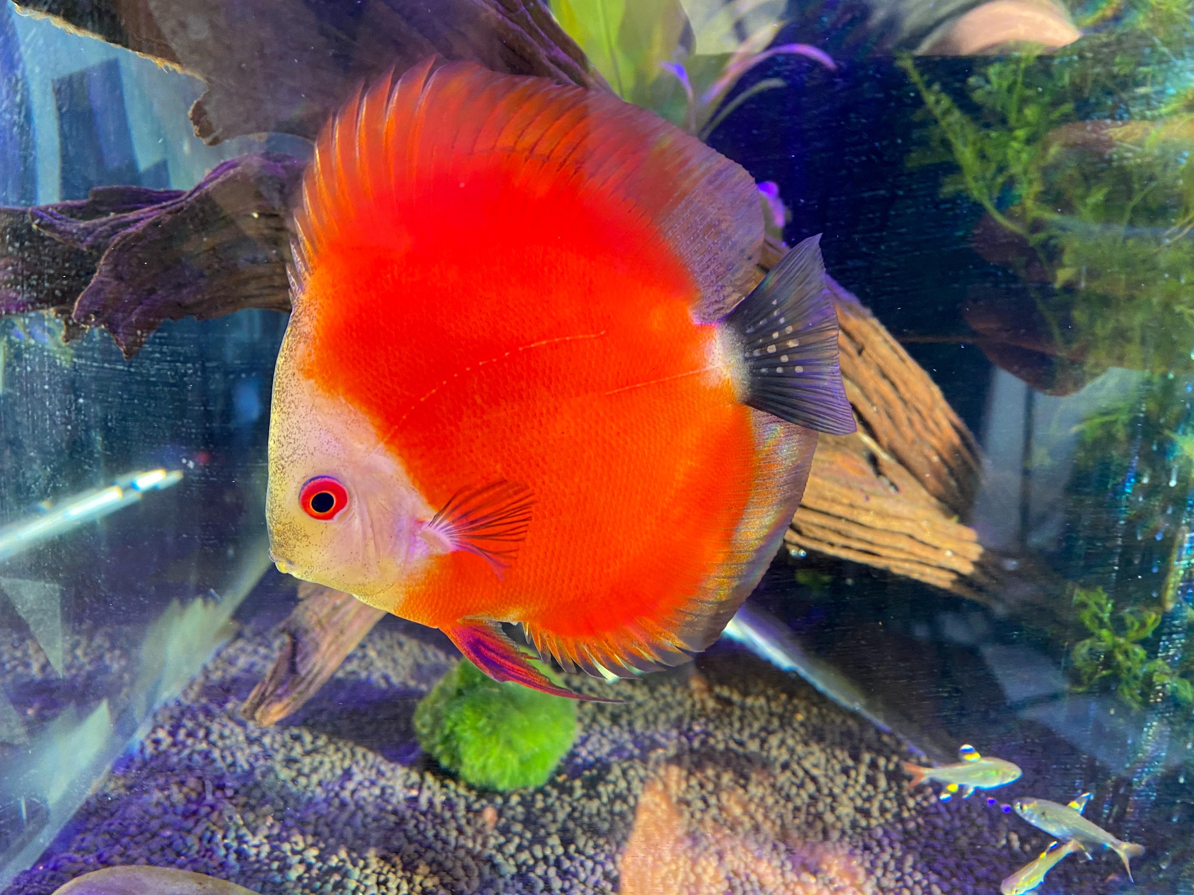 My first discus tank turns 1yr next month. Homegrown filter & stand. r/discus