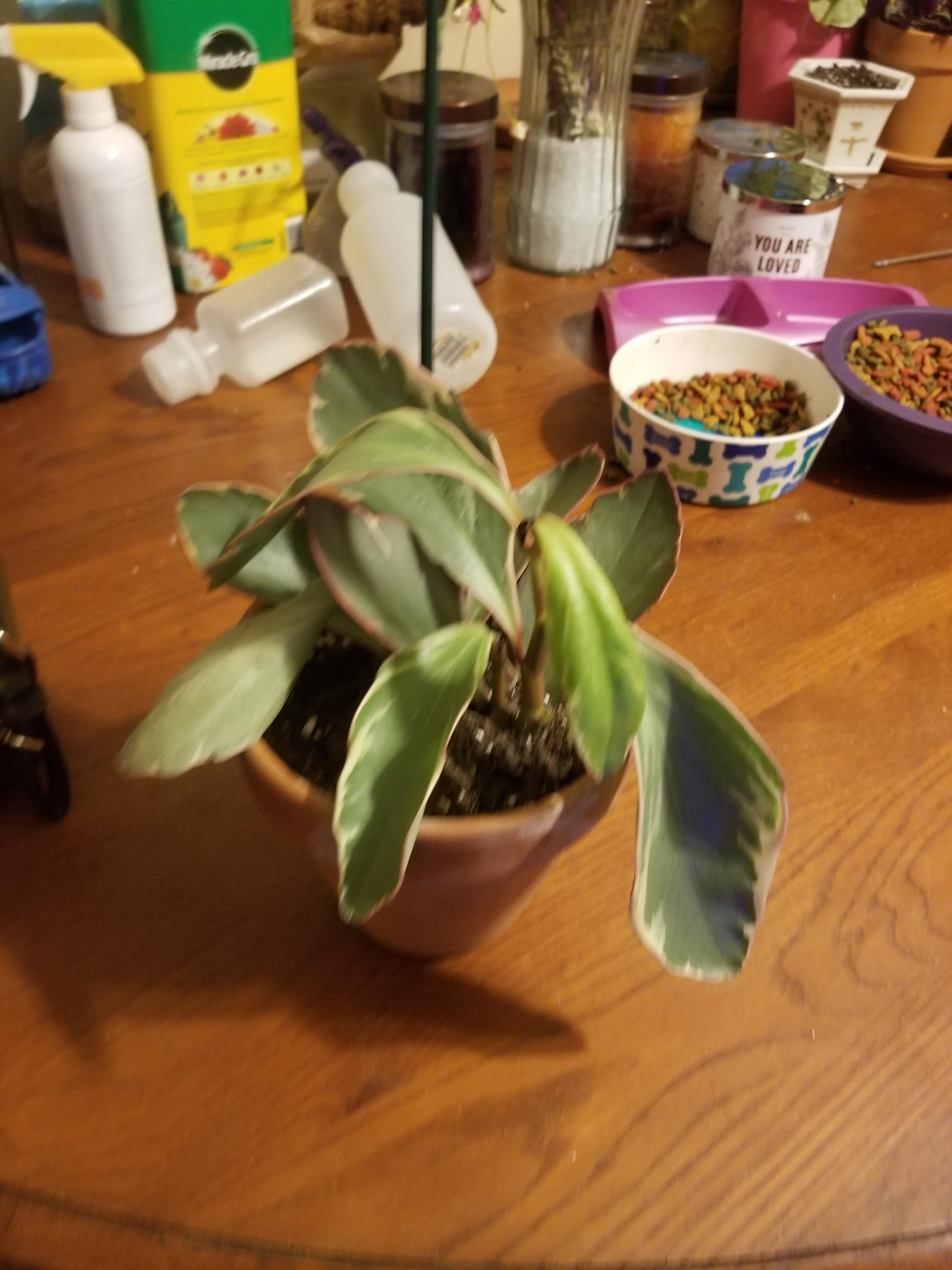 Why is my plant so droopy? I have had it since June 3rd. And I watered