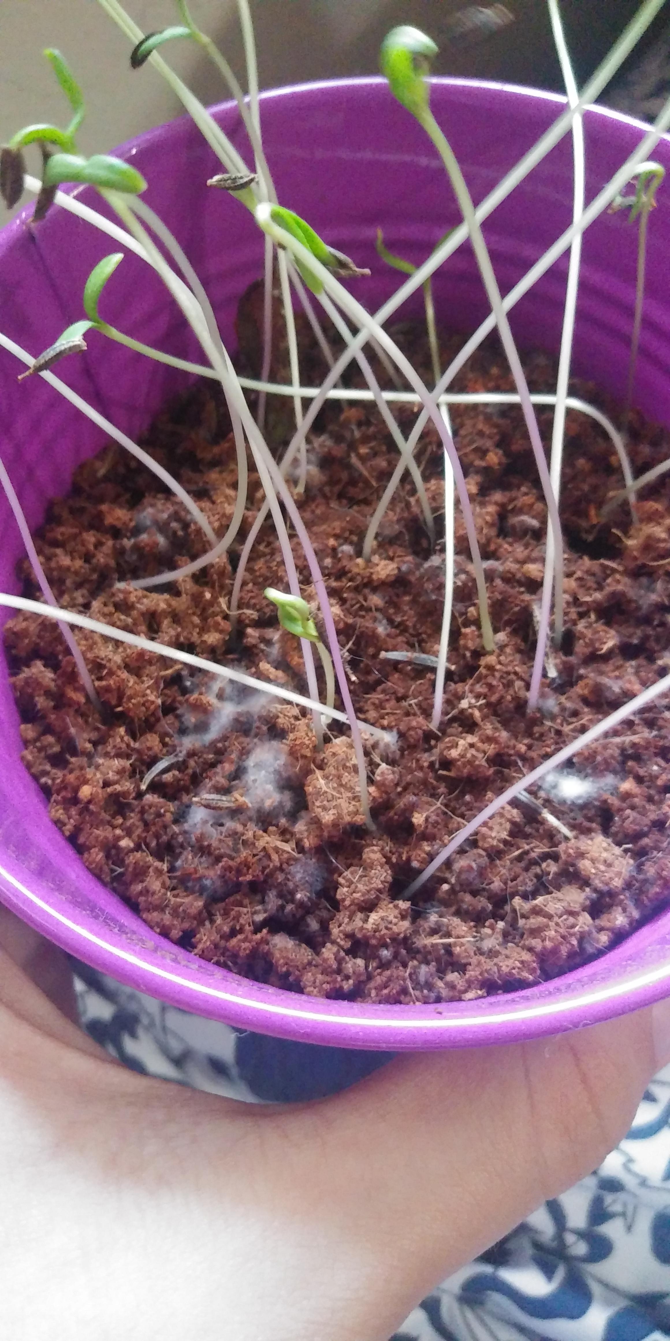 How do I fix the mold growing in the pot? r/plants