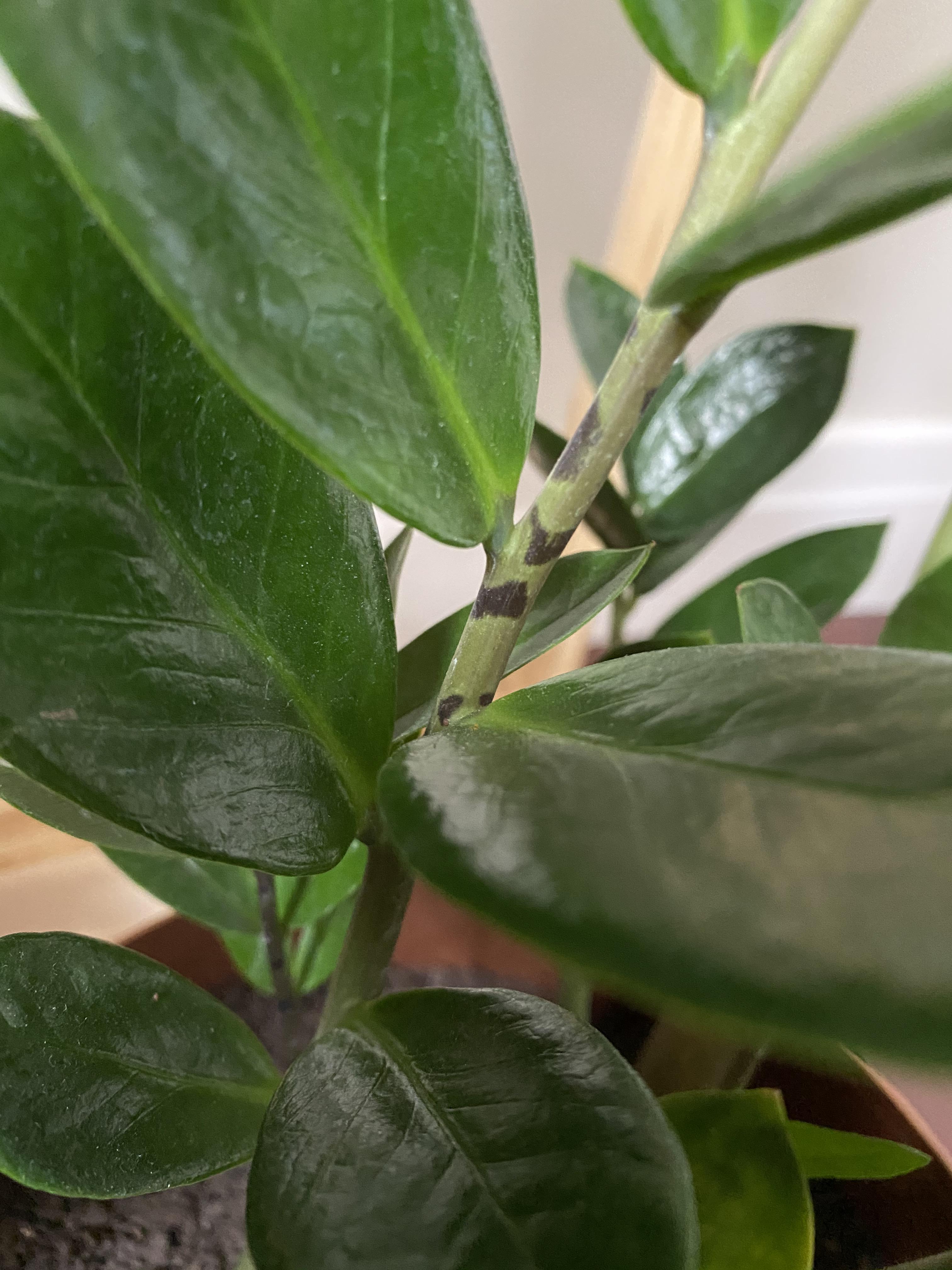 Black spots on my zz plant? r/plantclinic