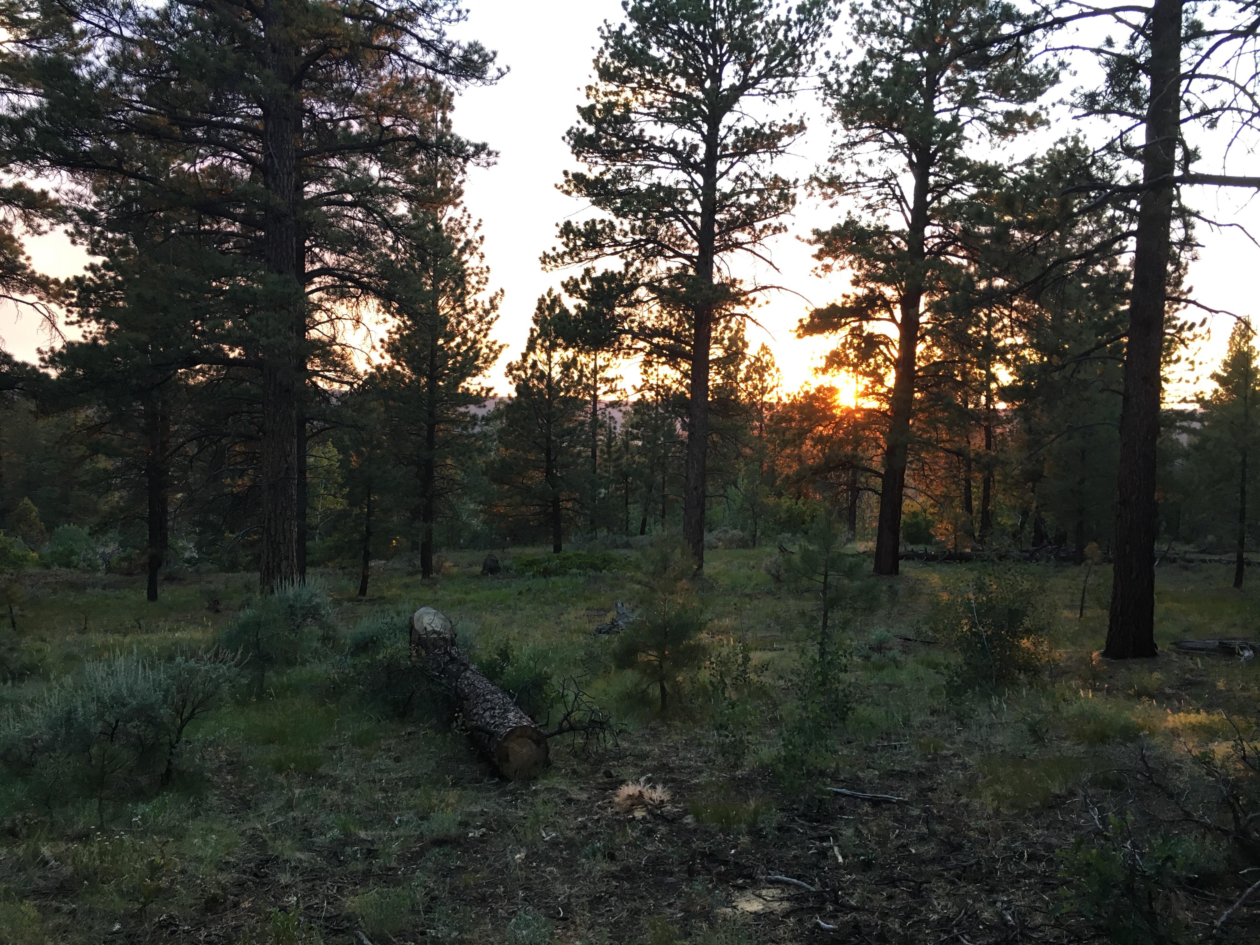 A beautiful sunset. Camping in the National Forest. r/camping
