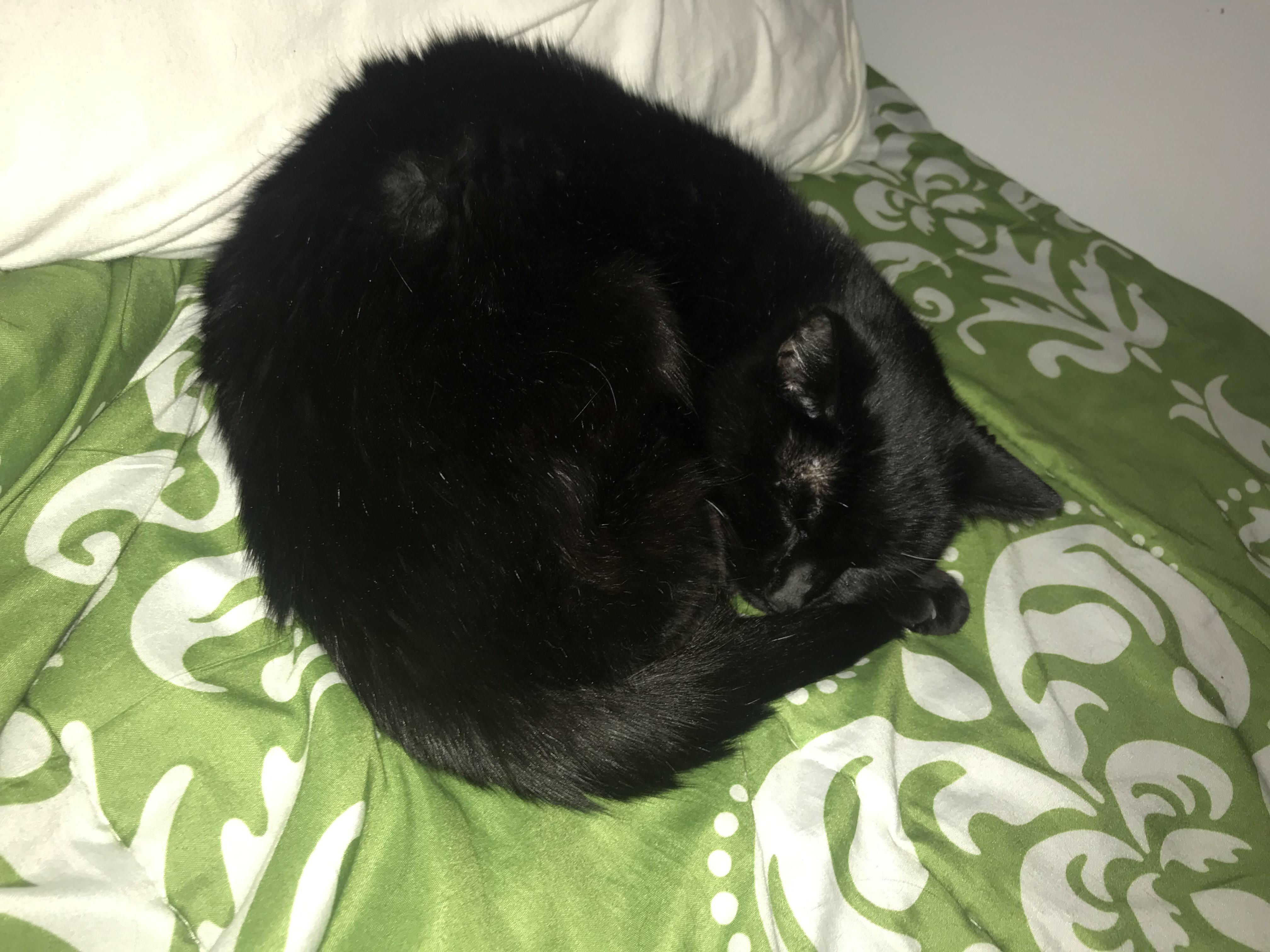 This is Mia. She’s 13 years old and sleeps next to me every night. Every night she kneads my