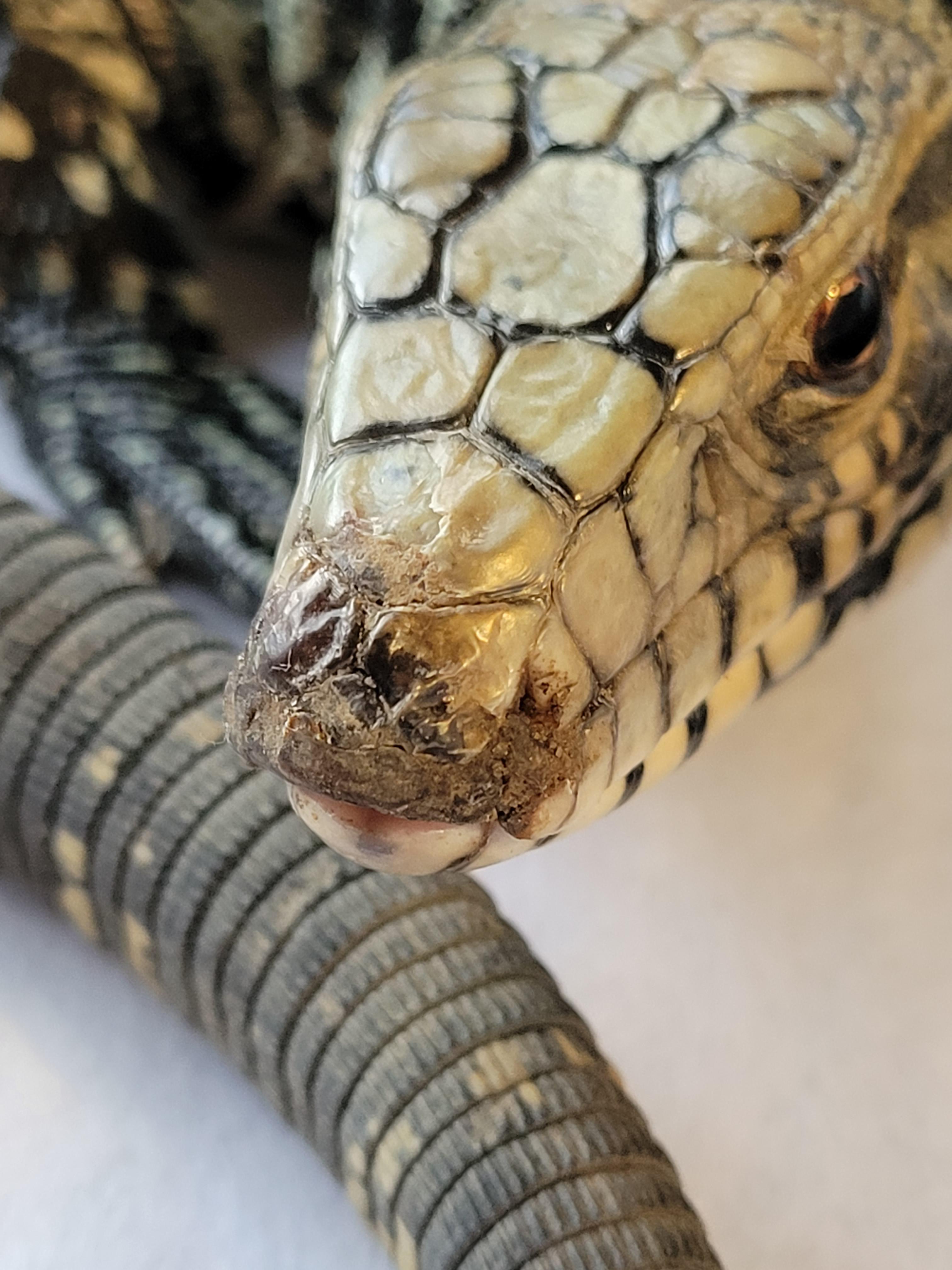 New Tegu Owner, Help Plz! Just got her and she sneezes and her nose