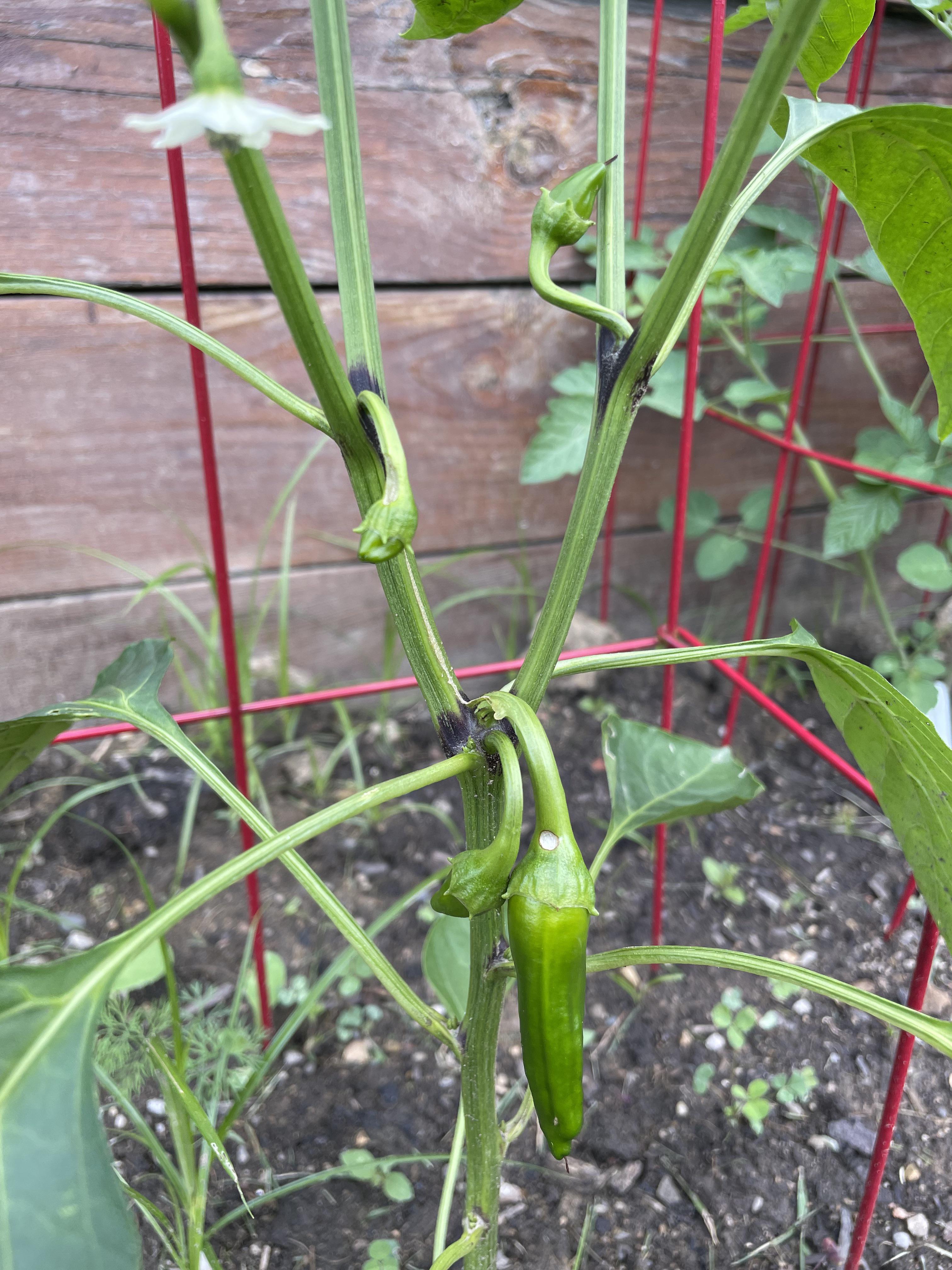 purple pepper stem joints? (details in comment) r/vegetablegardening