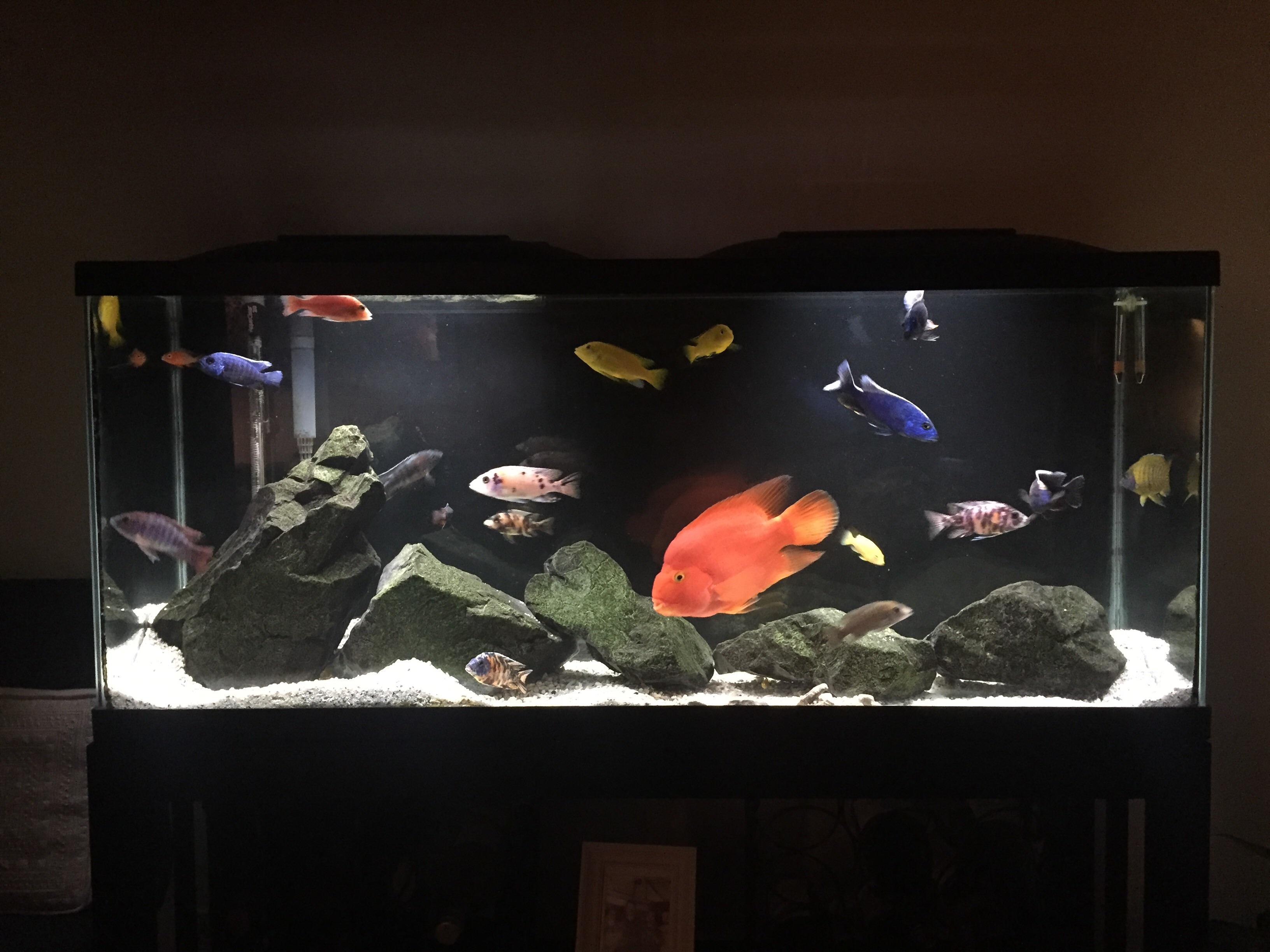 How Many Mbuna Cichlids in a 55 Gallon Tank? Aquariumia