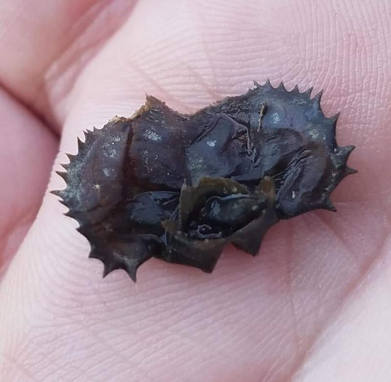 Weird creature found in a local lake. Northern MN. r/whatsthisfish