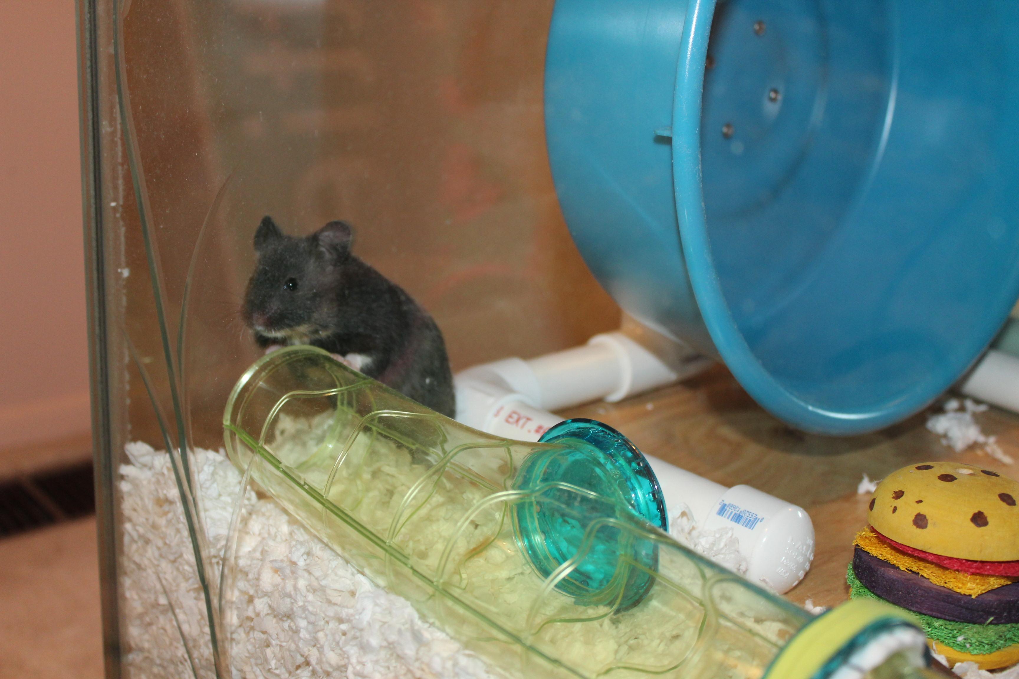Marigold exploring her cage 💕🐹 r/hamsters