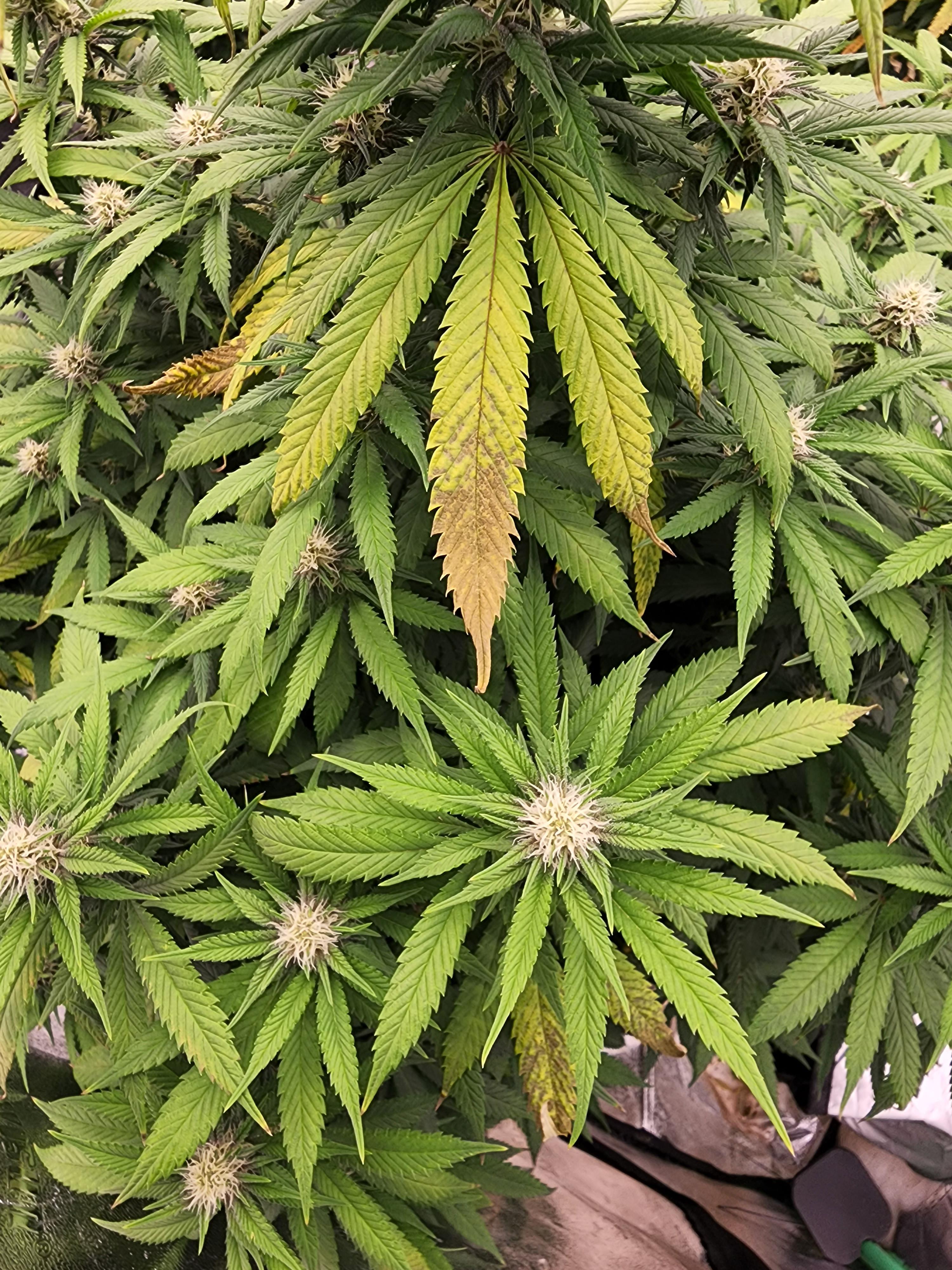 zinc /potassium deficiency? r/GrowingMarijuana