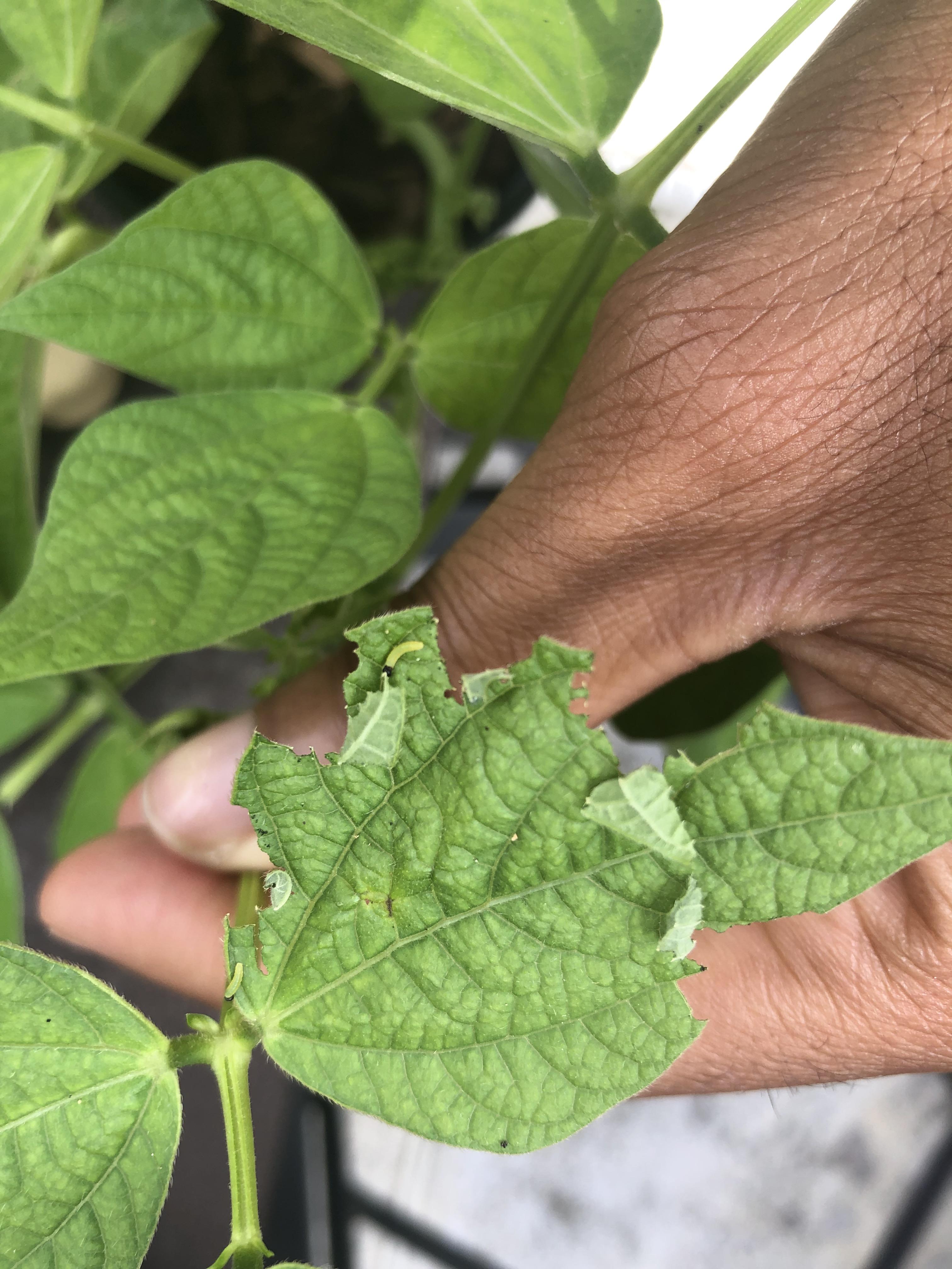 Small wormlike things eating my green beans and probably my cayenne