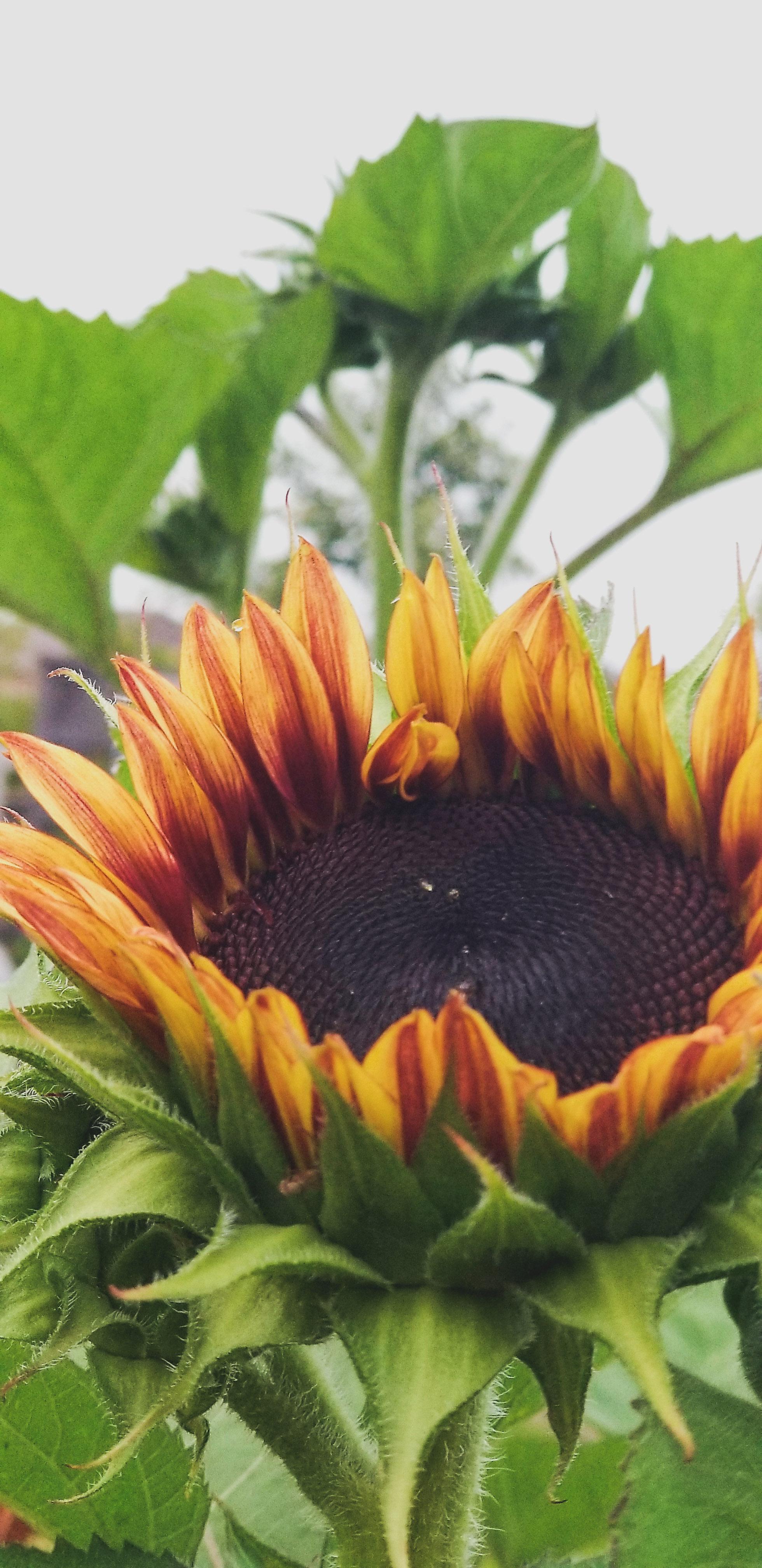 I love the intricate designs in the center of sunflowers. I have a lot