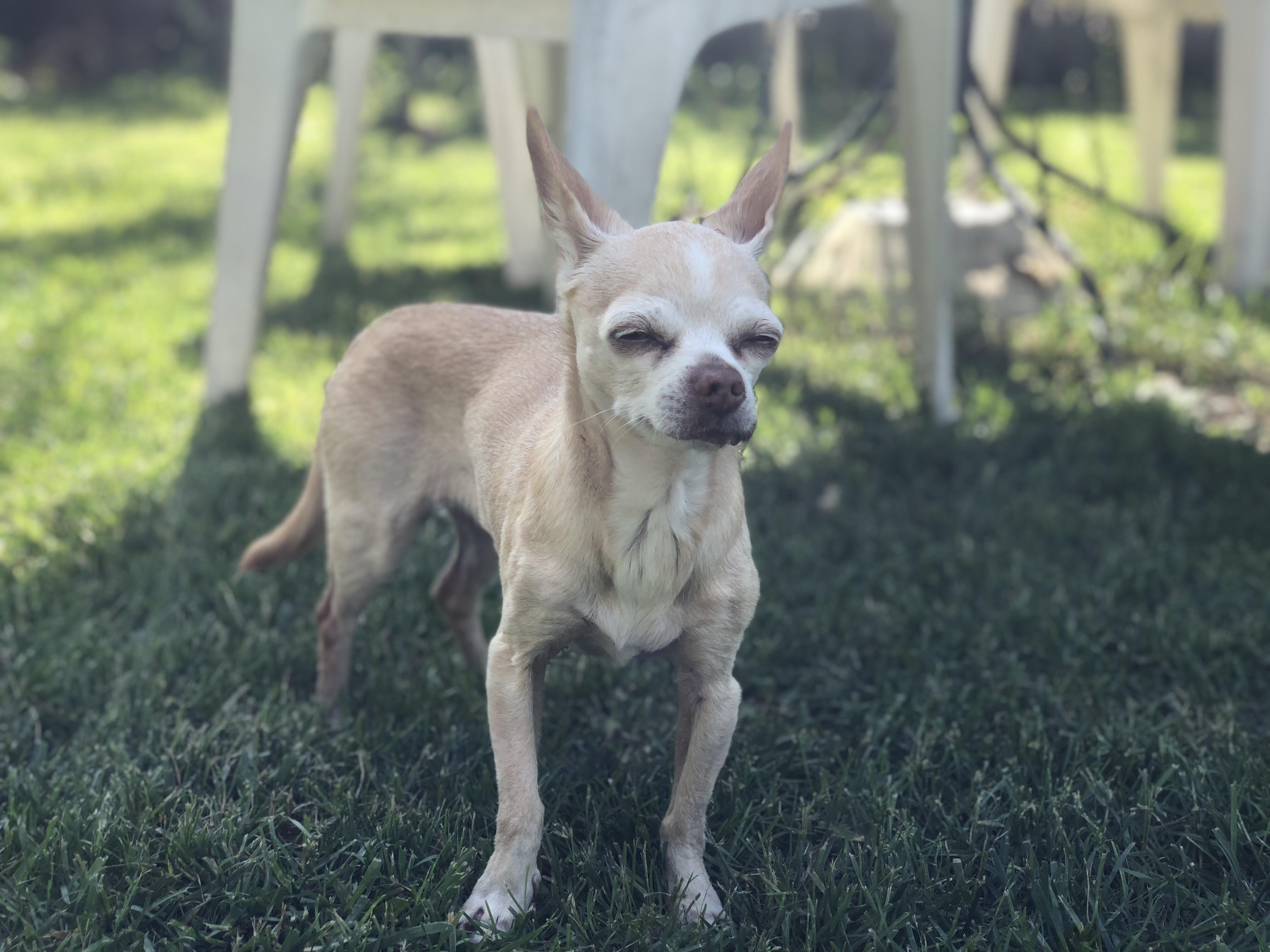 My 15 year old Chihuahua friend
