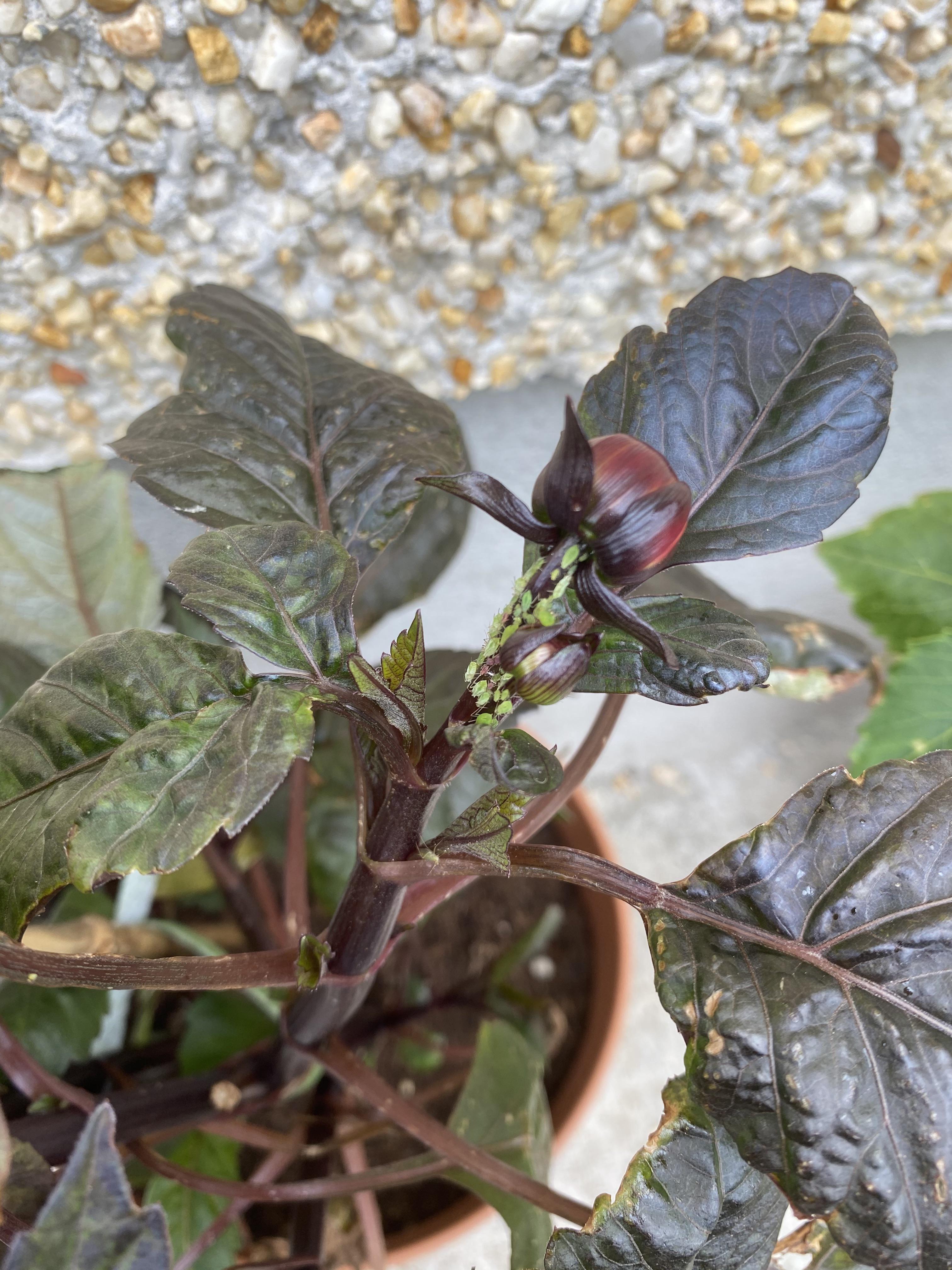 Found these green bugs on my dahlias, they seem to have infested other