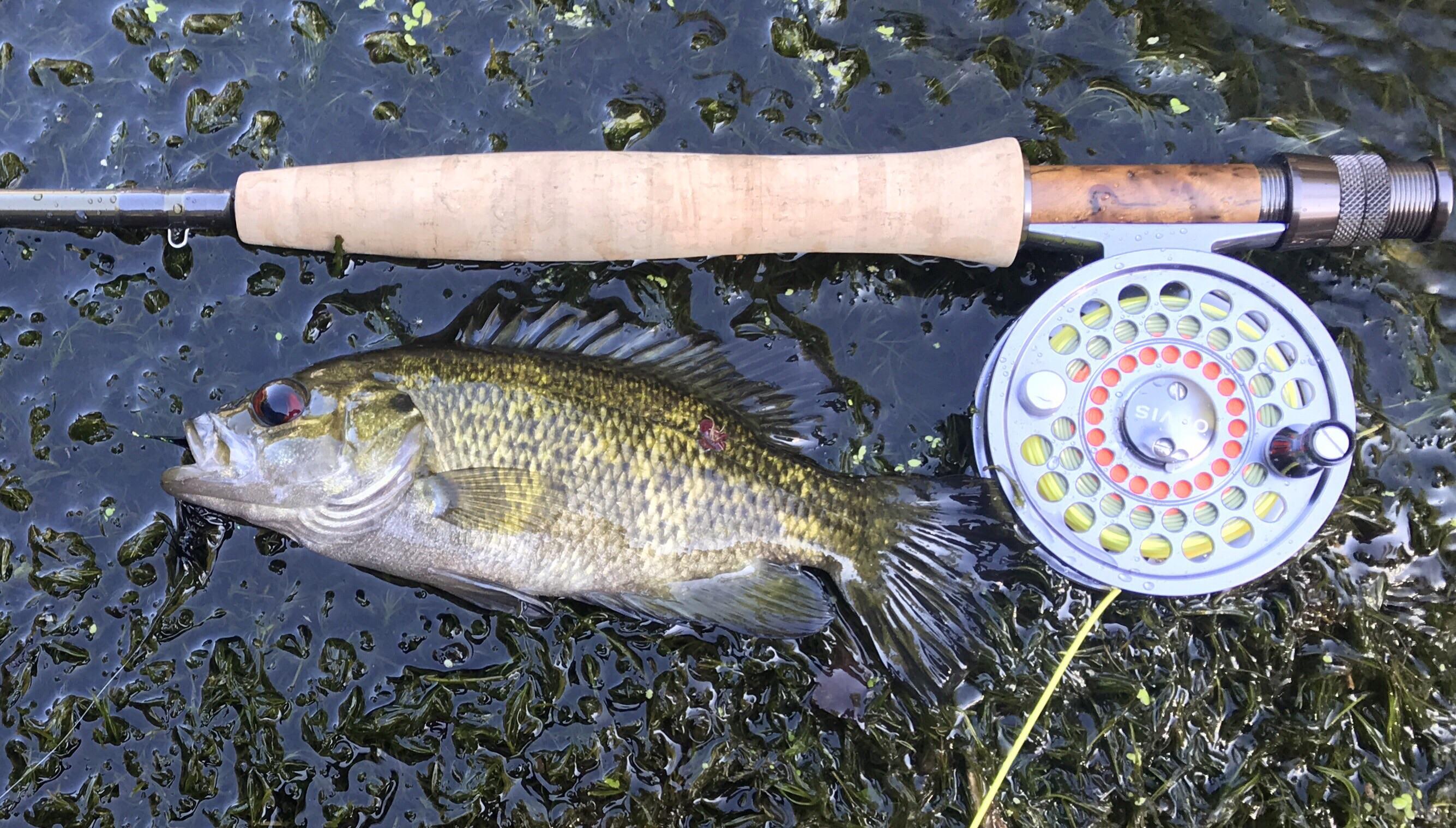 Rock Bass vs. Redeye Bass? Caught on a wooly bugger on the Duck River