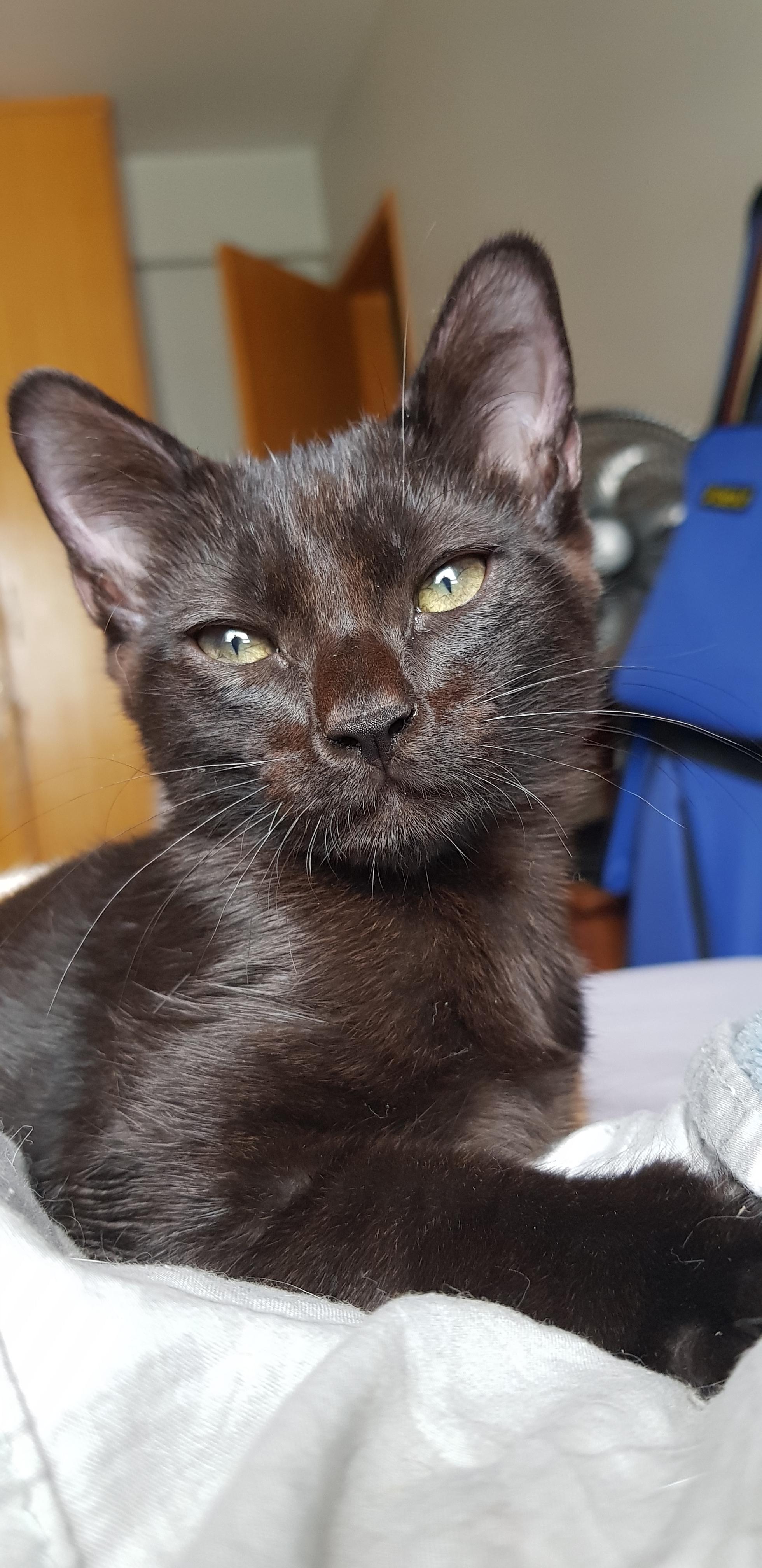 The most serious 3 months old kitten ever r/blackcats