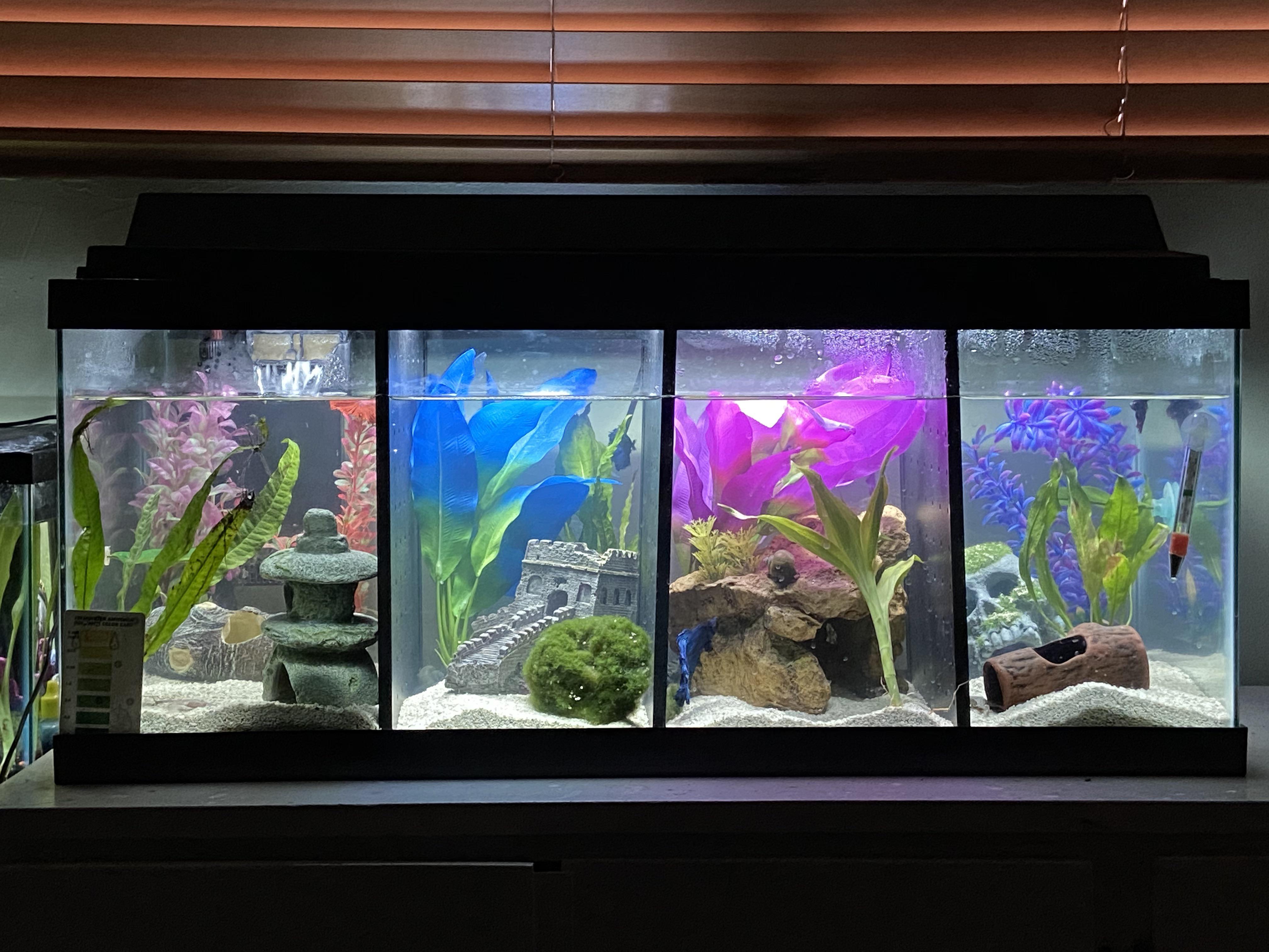 betta setup! 20 gal long tank divided into quarters w plenty of space
