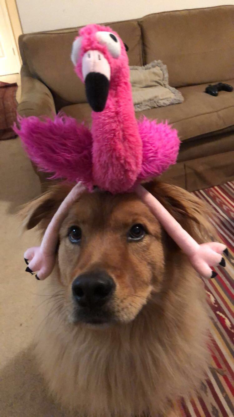 In case anyone is having a stressful day, here’s my dog with a flamingo
