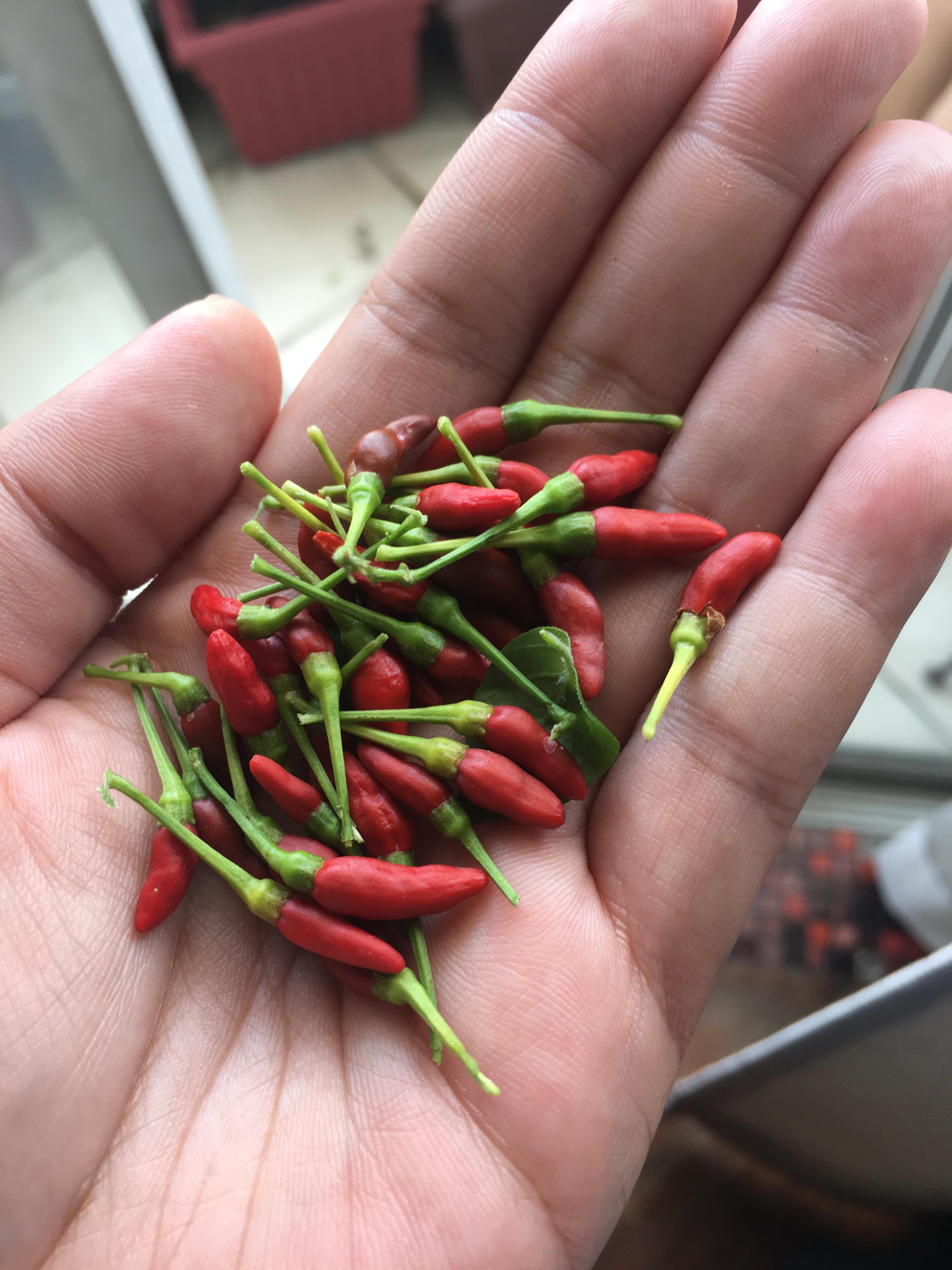 Siling Labuyo (a Capsicum frutescen cultivar) harvest r/HotPeppers