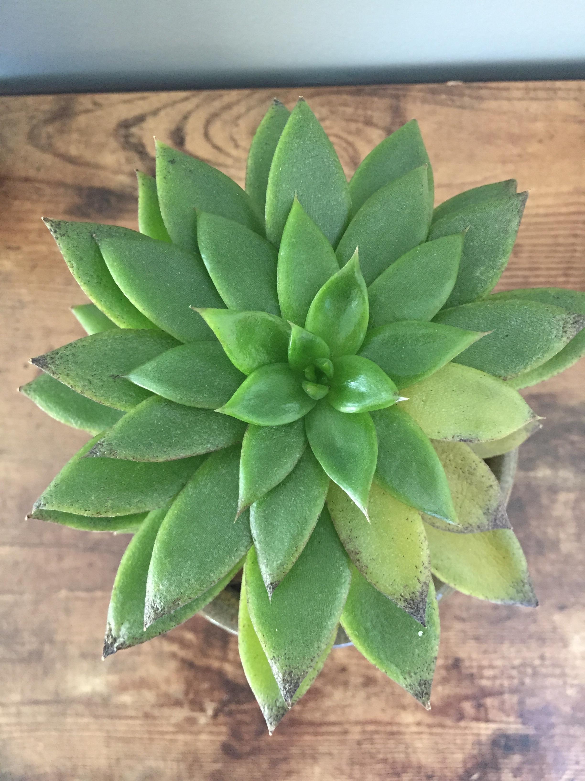 What are these black spots on the tips of my echeveria? The leaves are