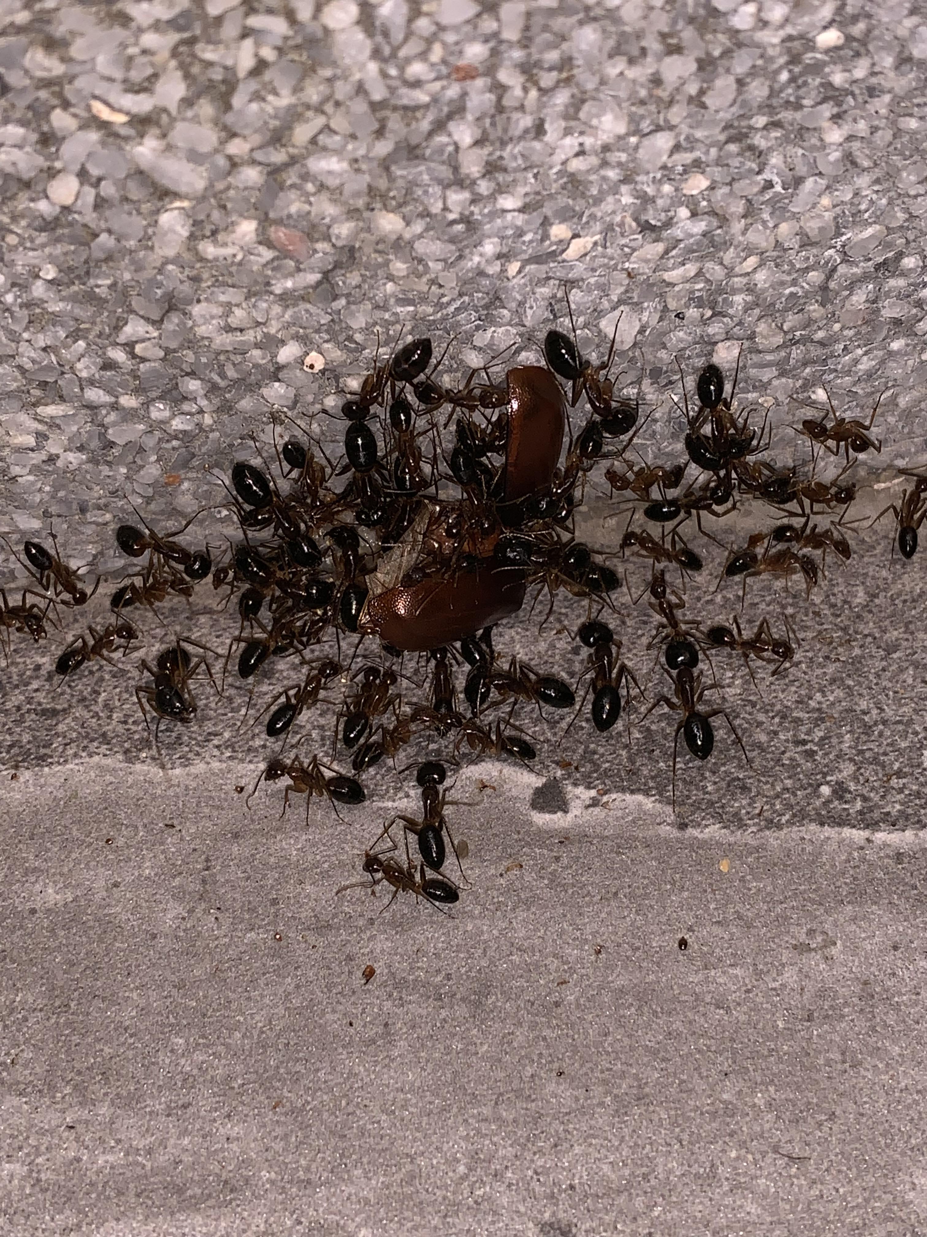 These ants on my hotel room patio in Thailand are ripping this