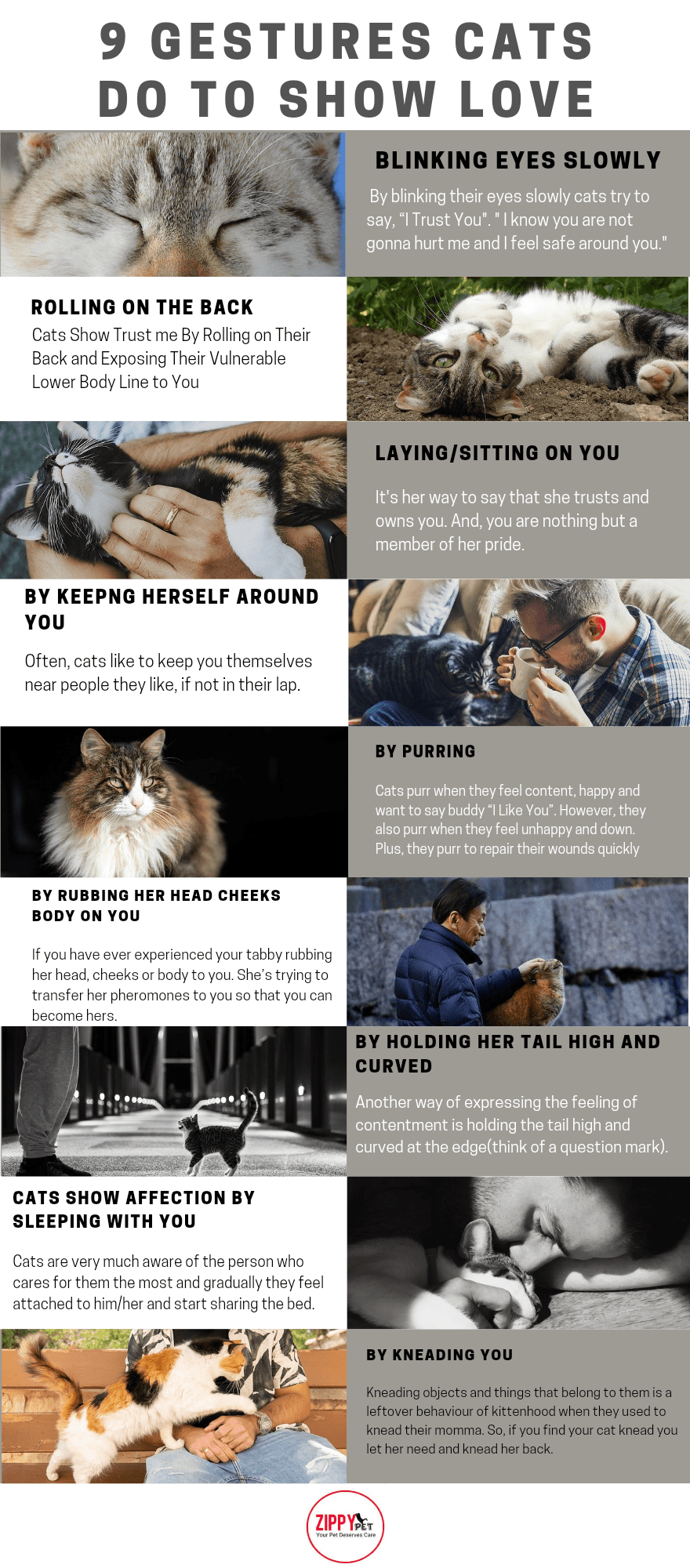 Do Cats Actually Love Their Owners? Here are the Proofs(Research Based