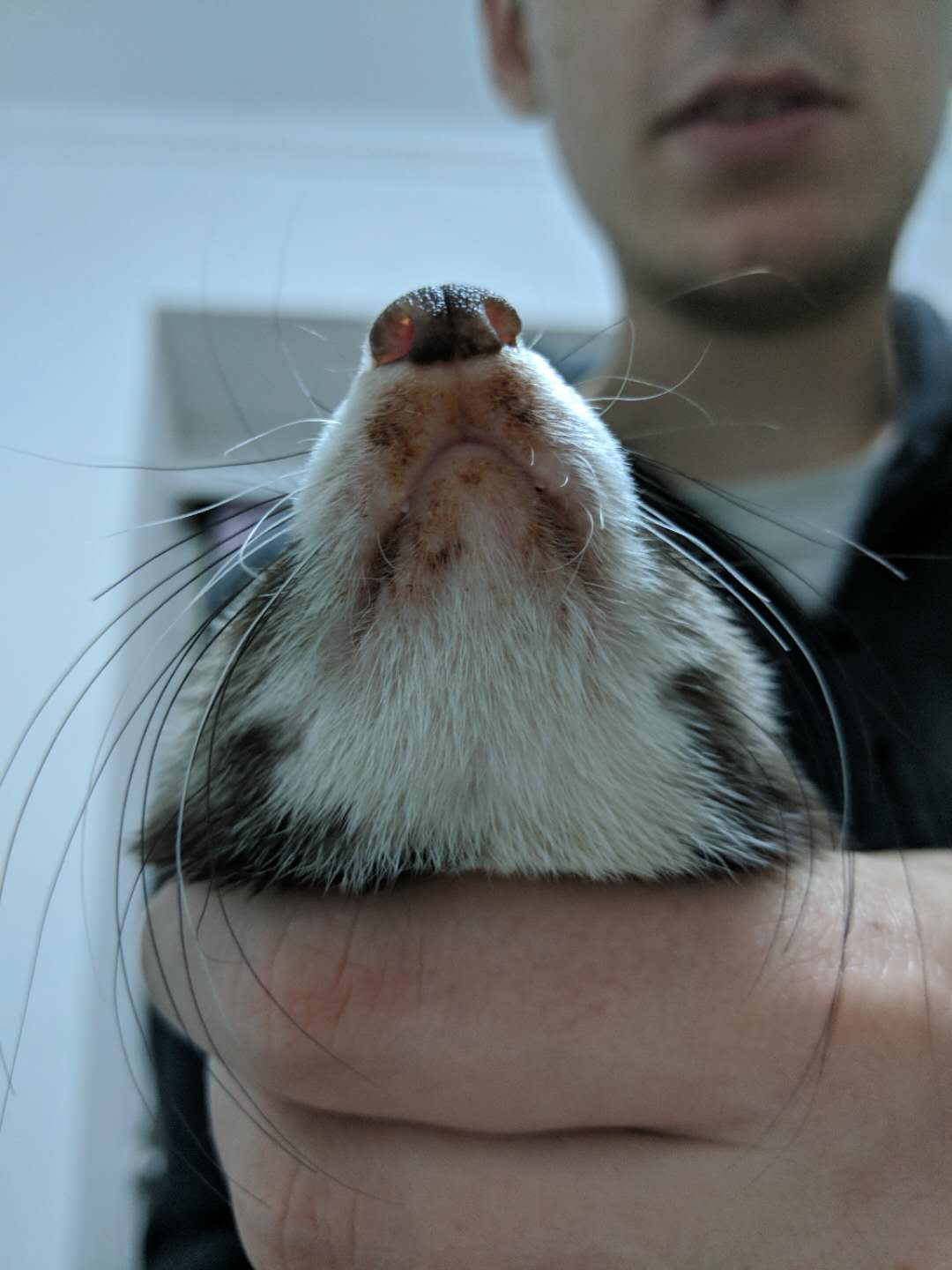 Orange crust has shown up around the lips of our ferret. Need help! r
