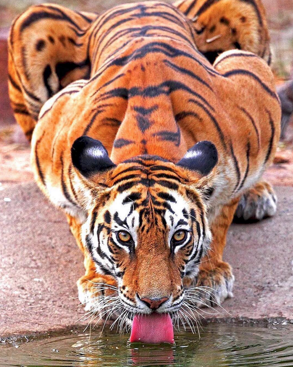 🔥 Tiger taking a drink & showing off some serious muscle r