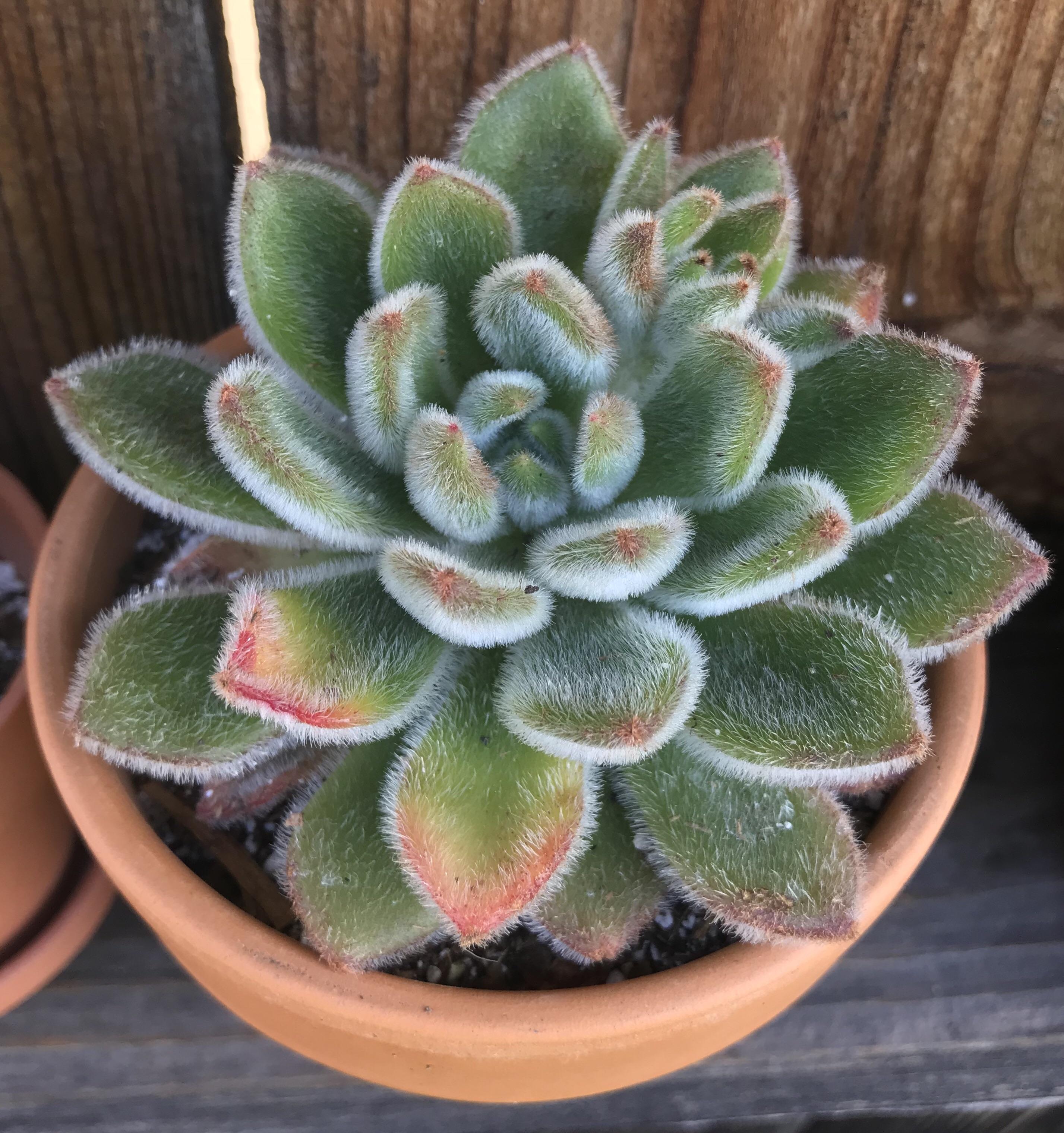 Pink tips on my fuzzy plant 😊 r/succulents