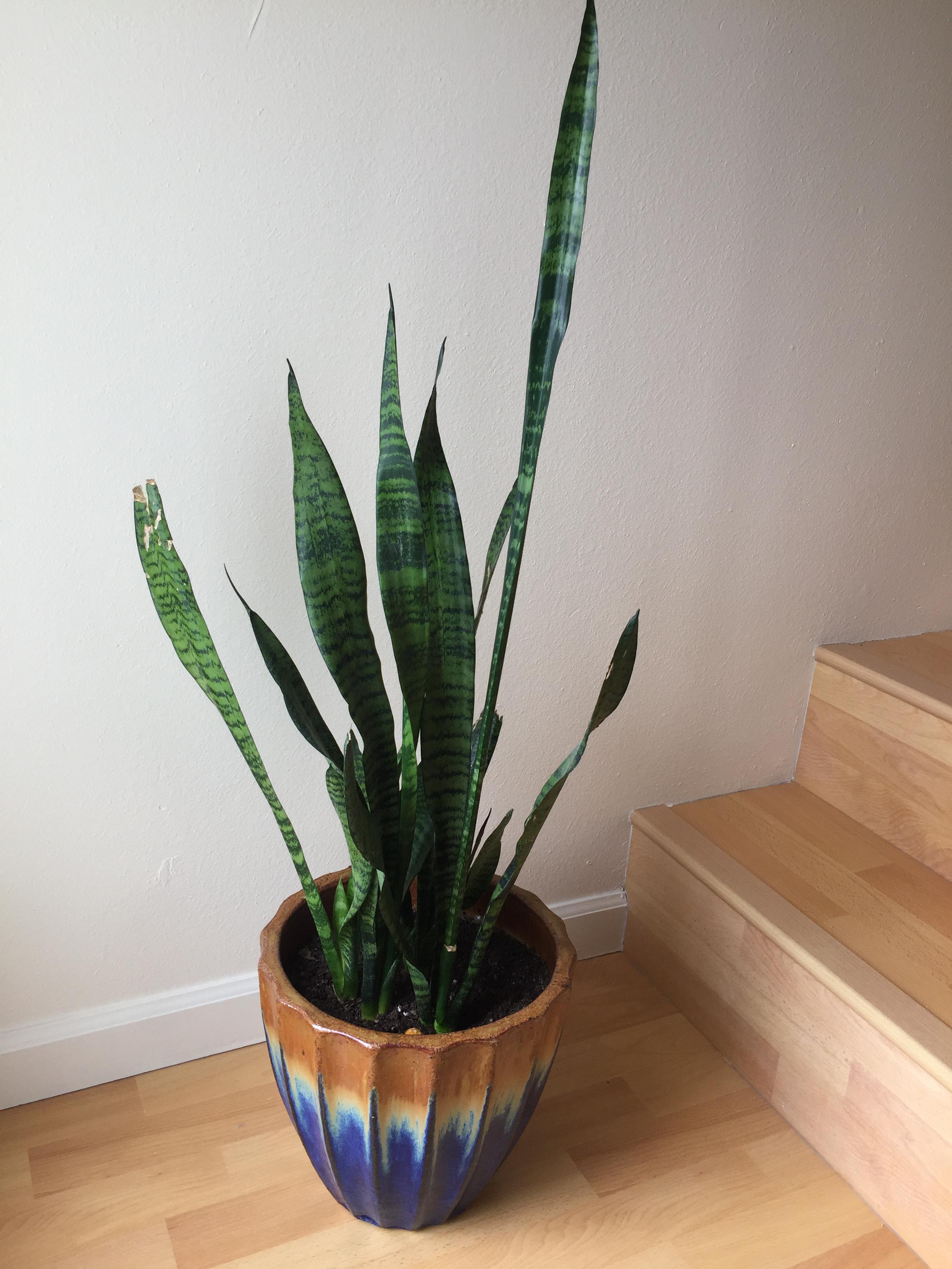 My snake plant has one leaf that's much taller than the rest, but it's super thin toward the
