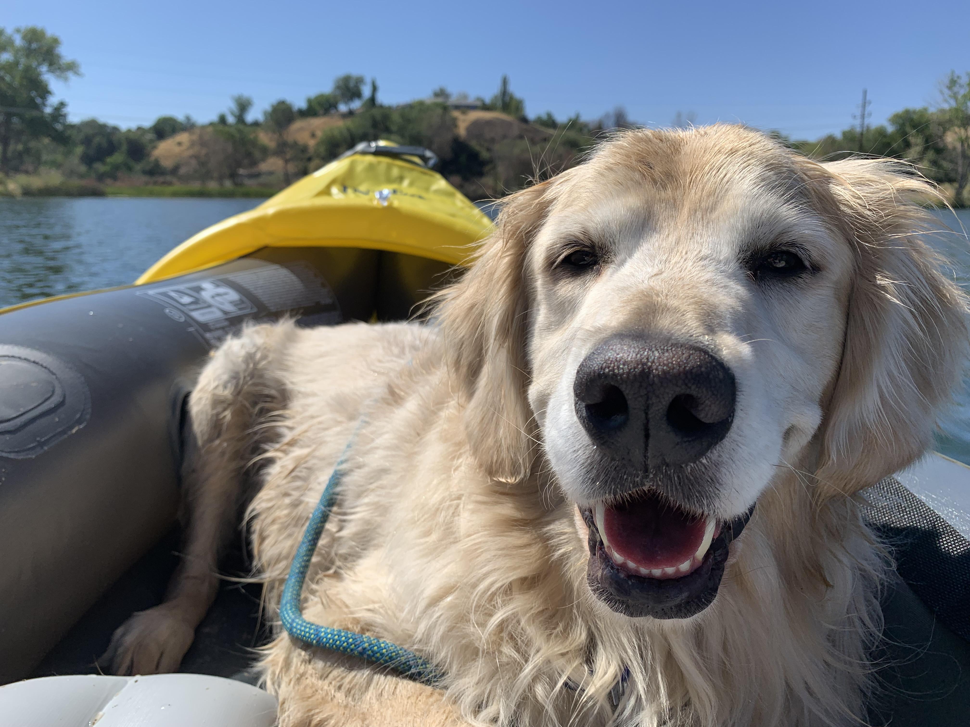 Buffalo’s first trip out in the new kayak! r/goldenretrievers