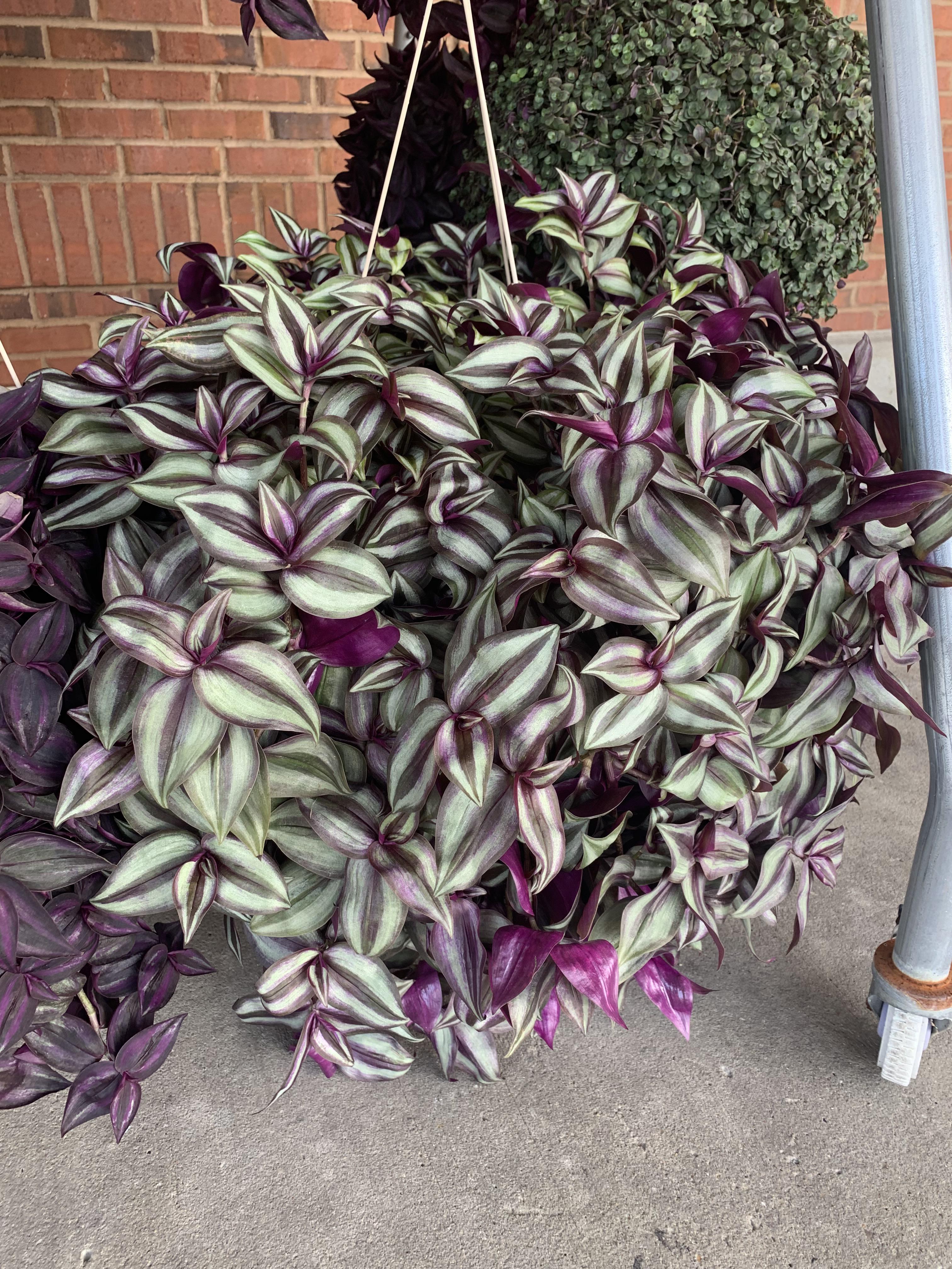 🌱 kroger has the best plants 🌱 r/houseplants