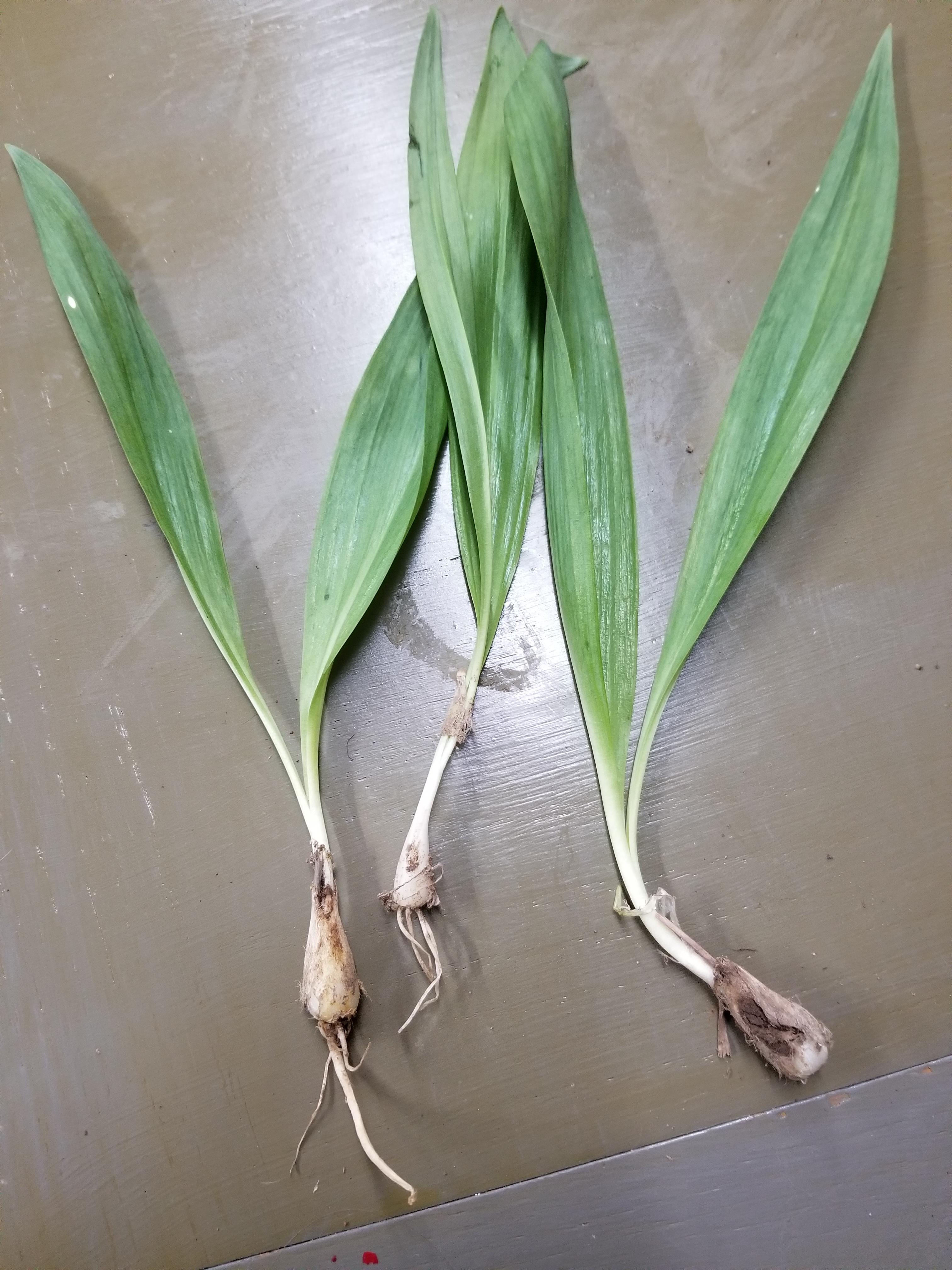 Help Identifying please. Wild leek? Ramps? r/Homesteading