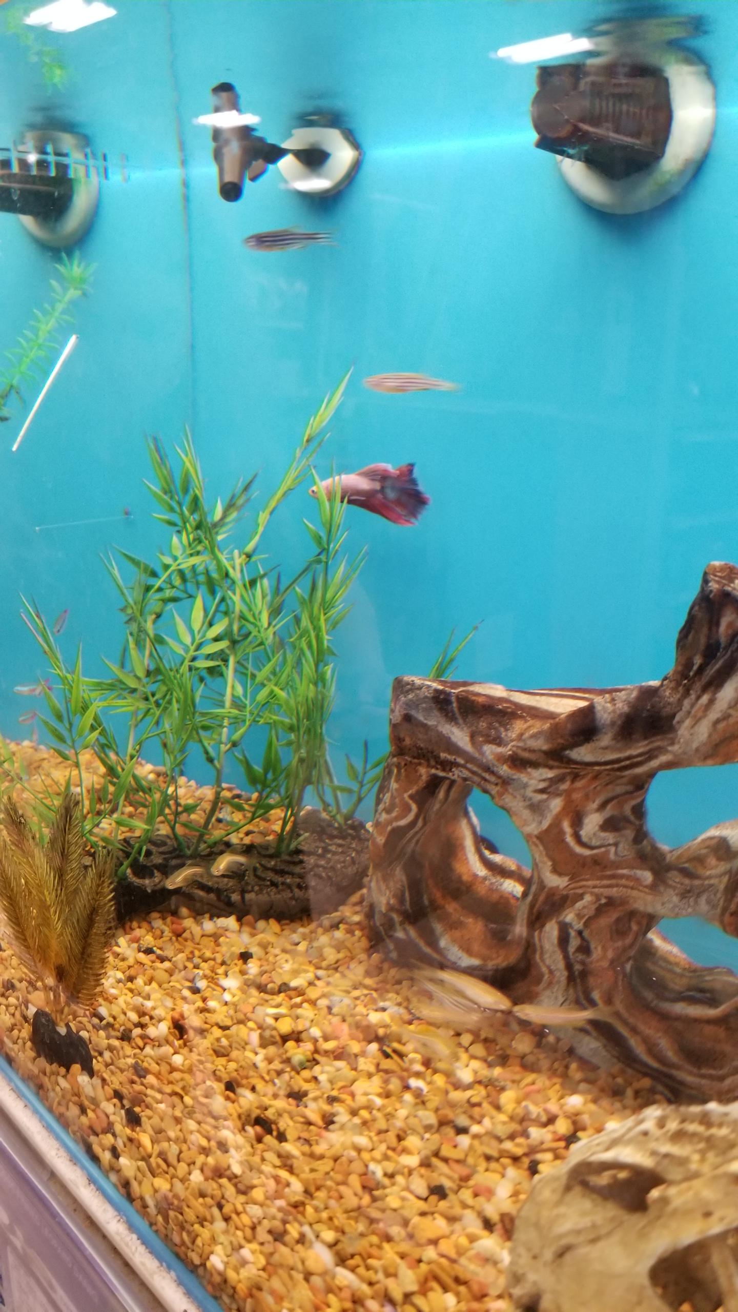 Spotted this betta in one of the bigger tanks at Petsmart while getting