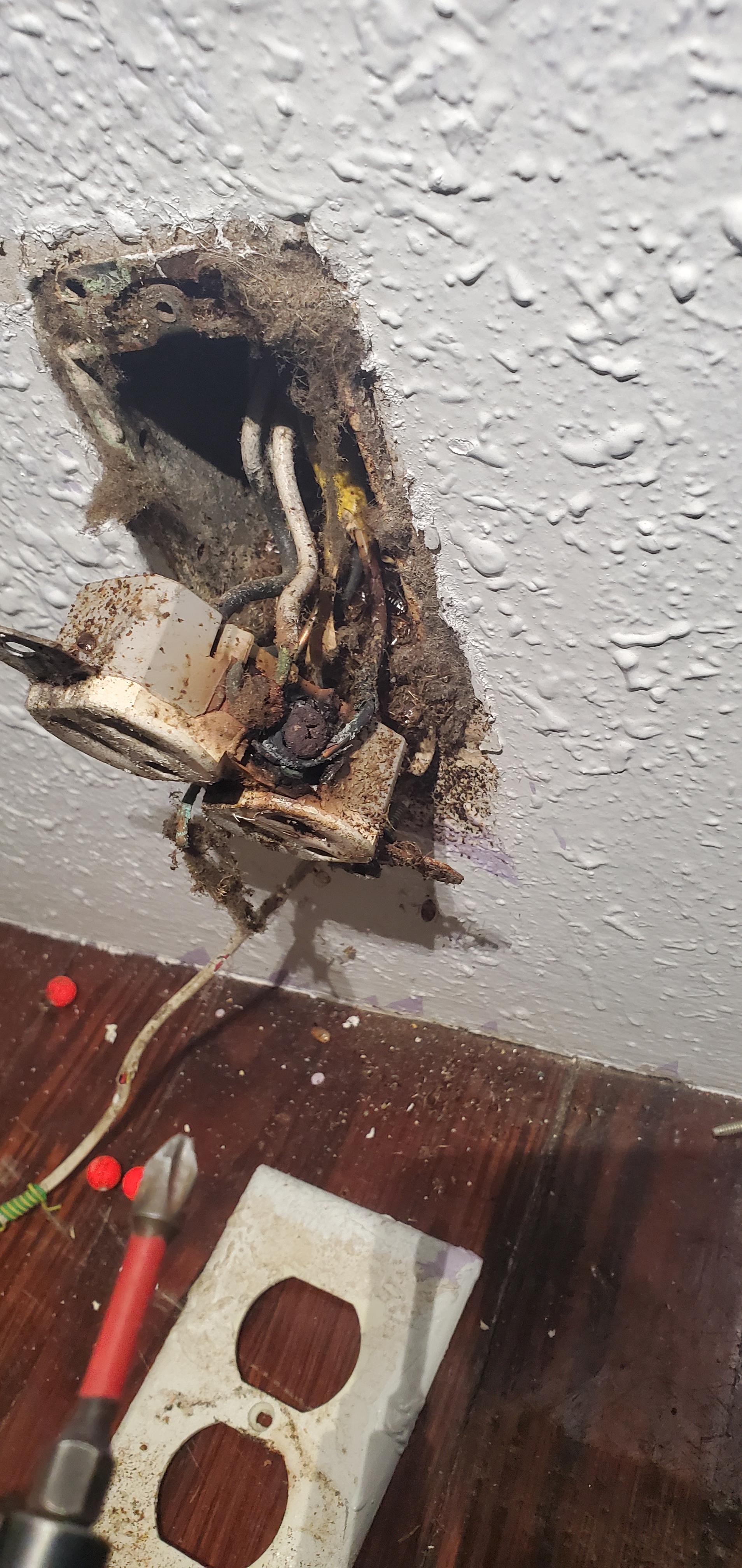 Gotta love roaches in outlets r/electricians