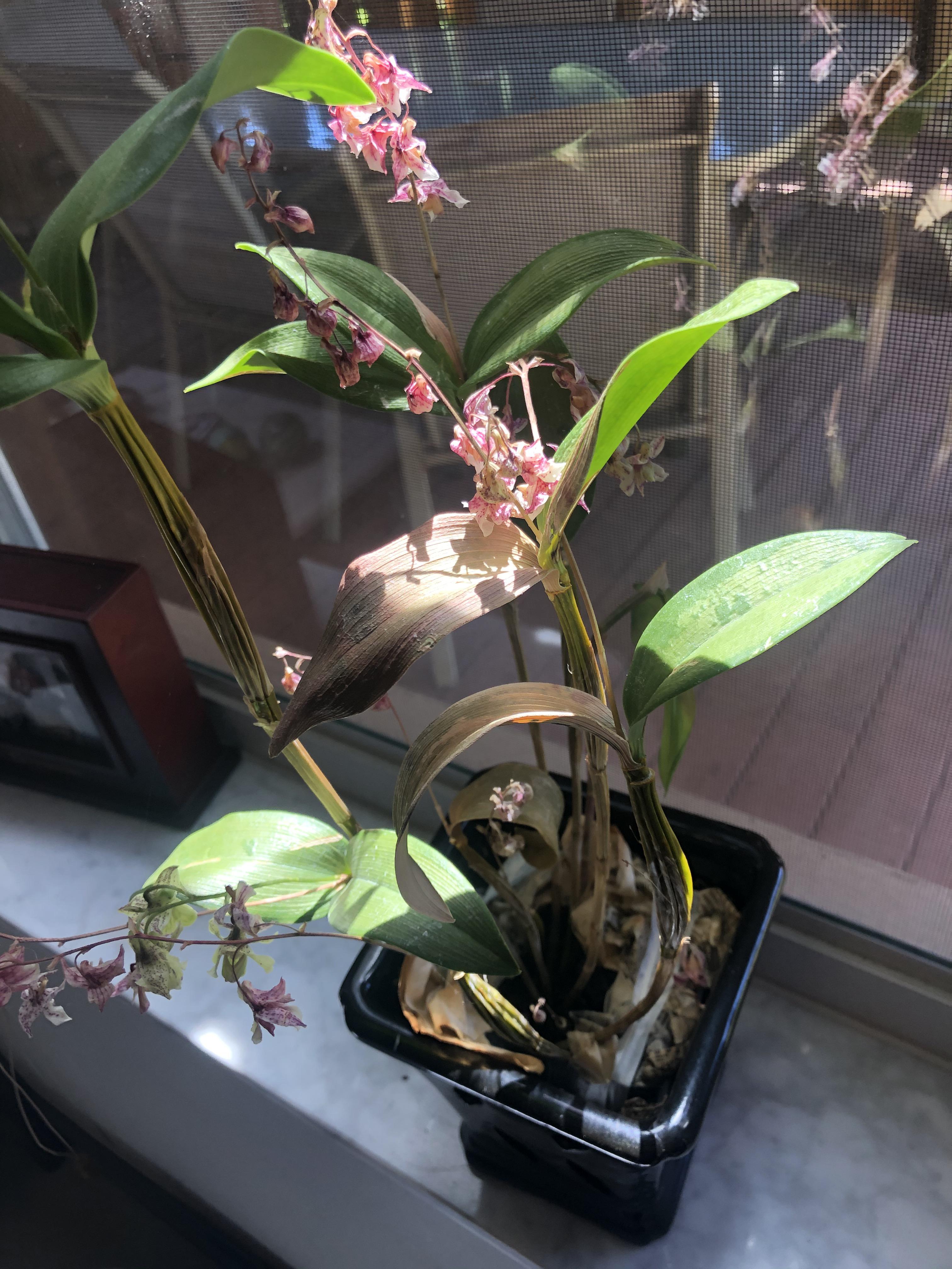 How do it take care of her? Does she go in a tree? Bright light like my vandas? r/orchids