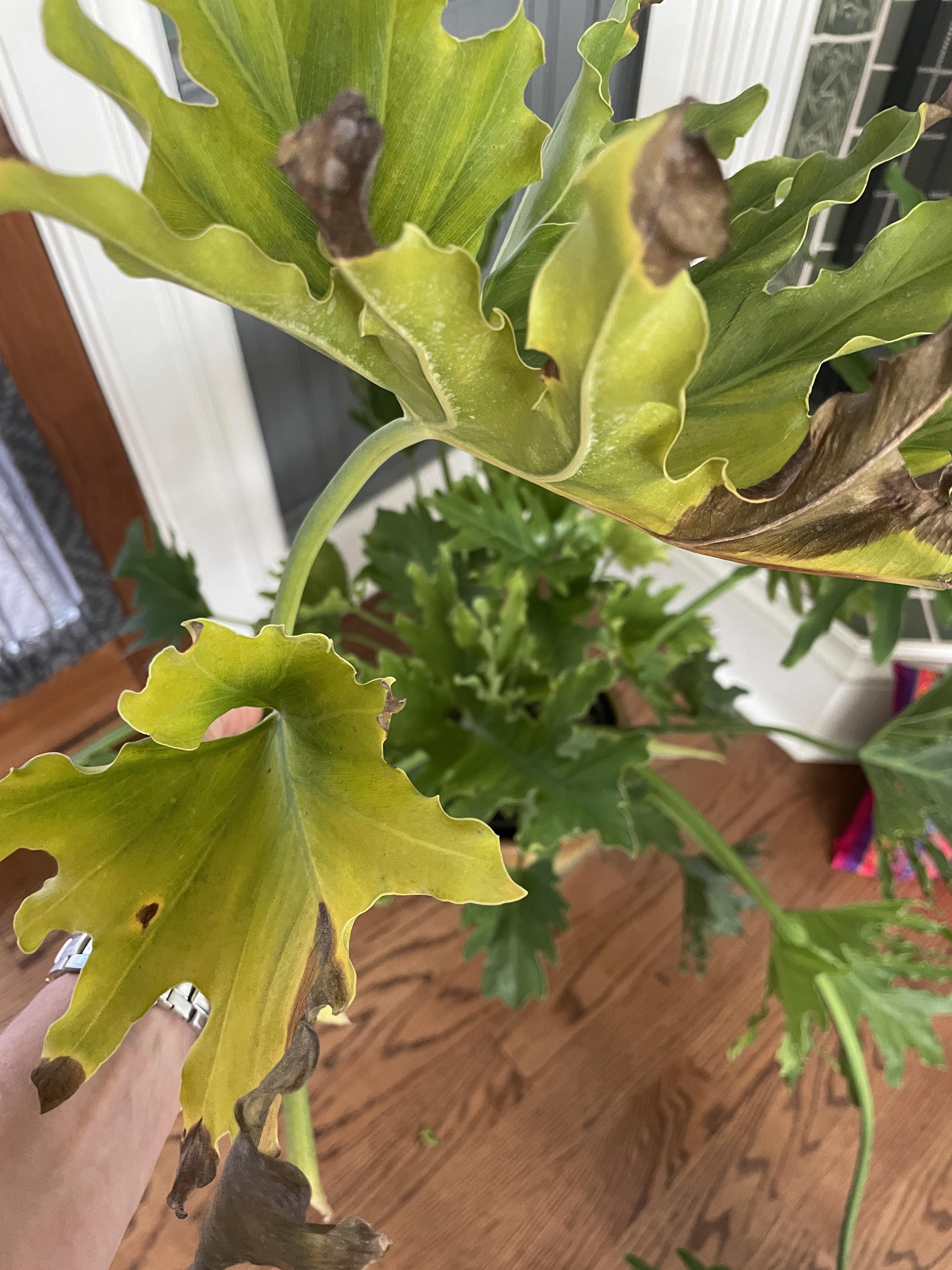 Why is my plant turning brown at the edges? It’s in an indirect full