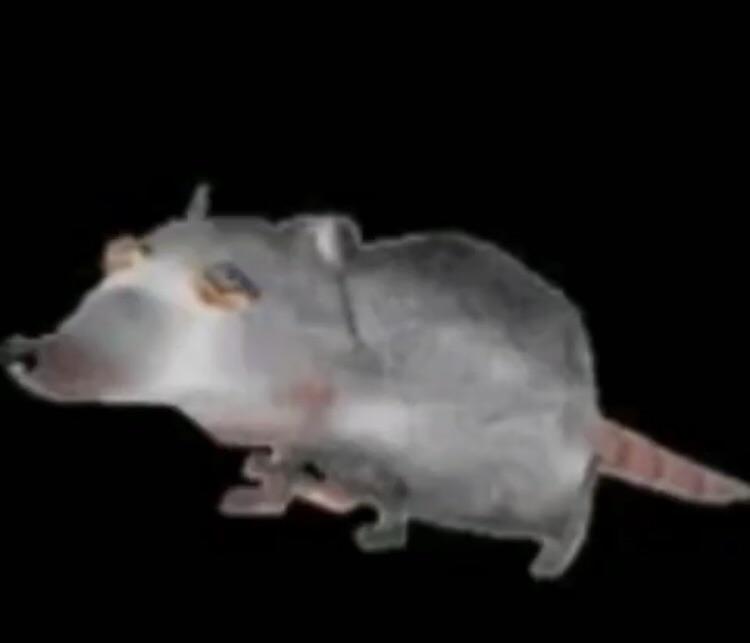 I’m the giant rat who makes all the rules CursedRats