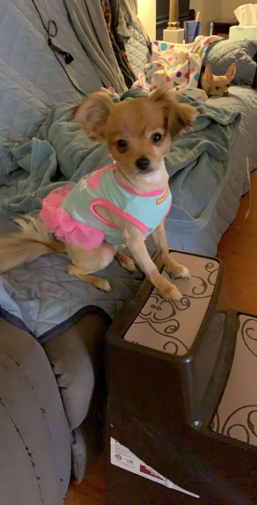 My Cuddles loves clothes. 3 out of 4 of my chihuahuas will wear