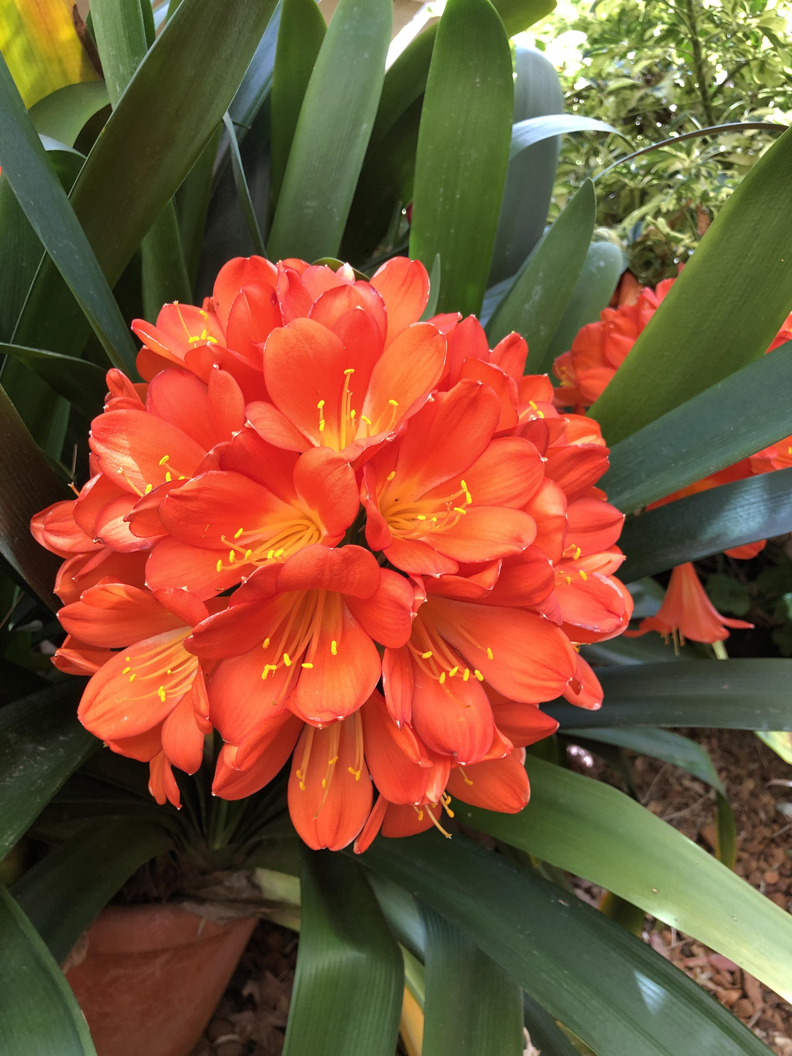 Clivia in full bloom. r/gardening