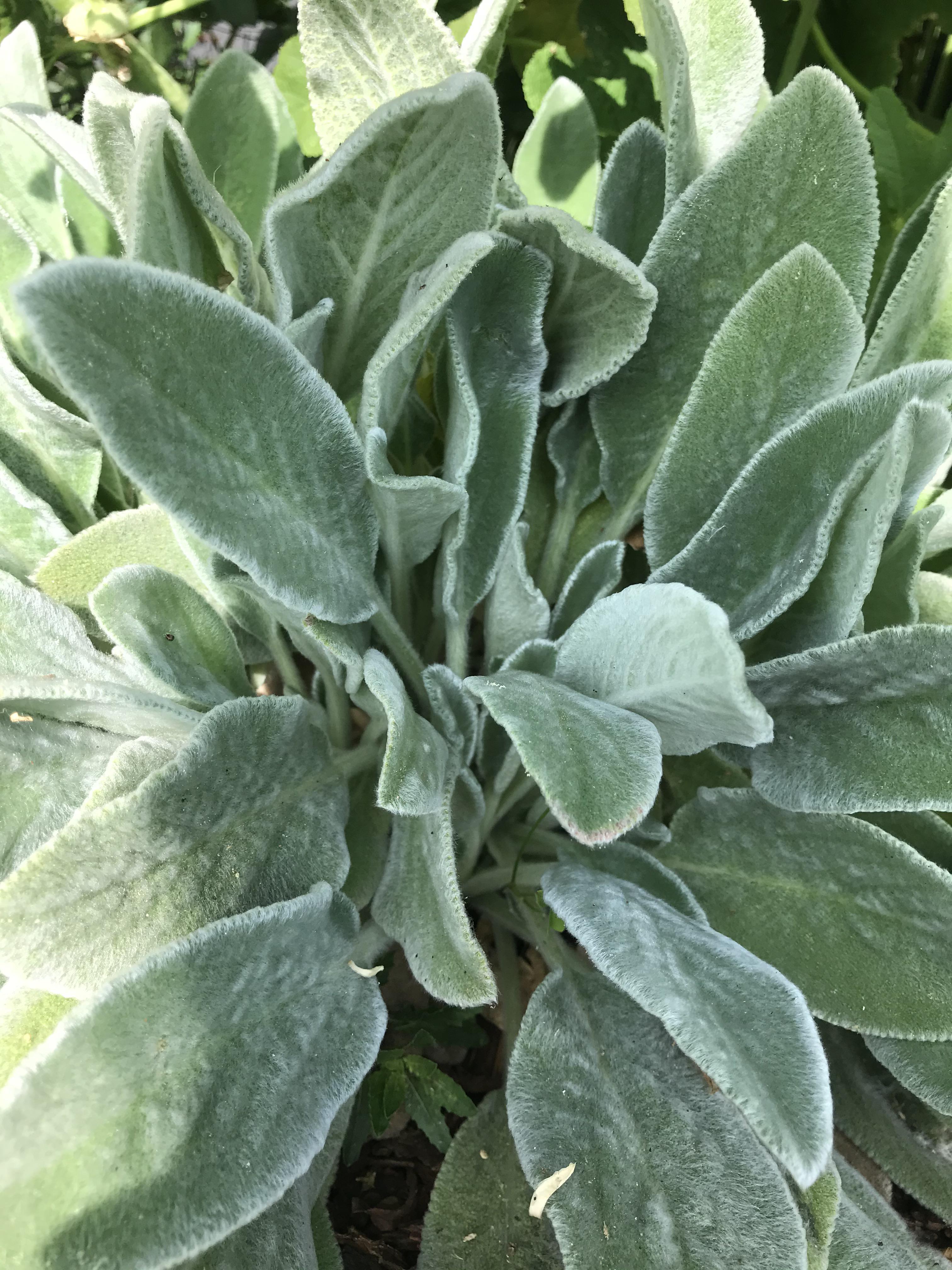 Lamb’s ear? Super soft and fuzzy! Found in neighborhood garden. Exposed to direct sun r