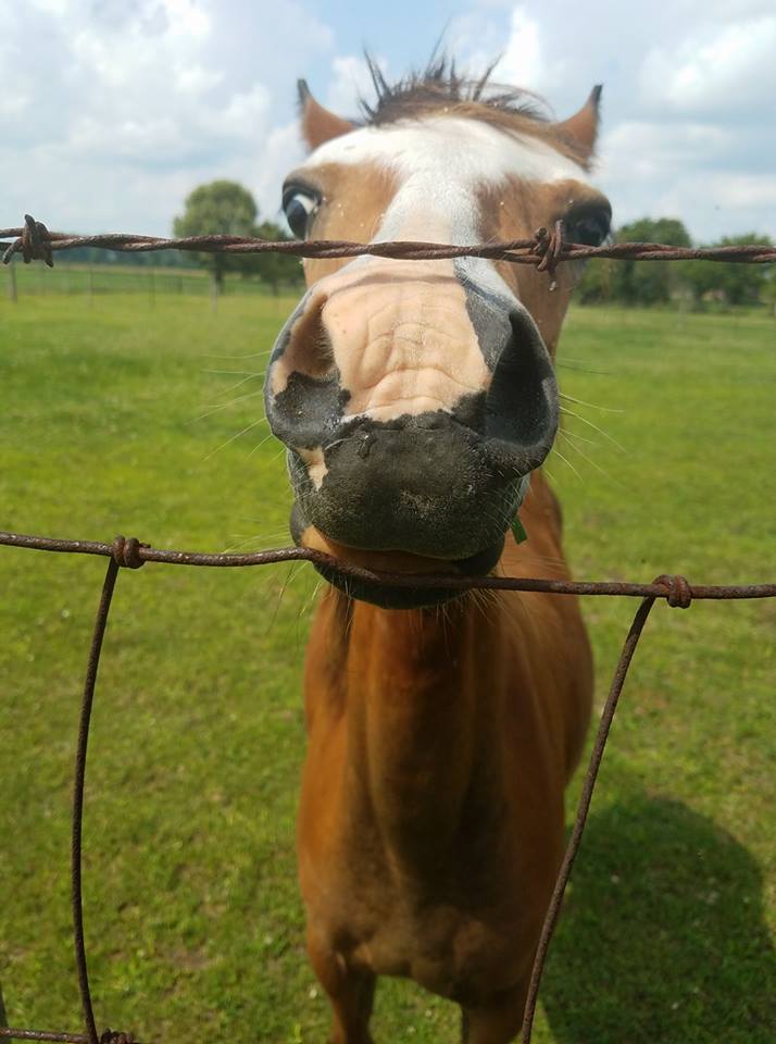 Hey You! Yes I'm talking to you! Horses