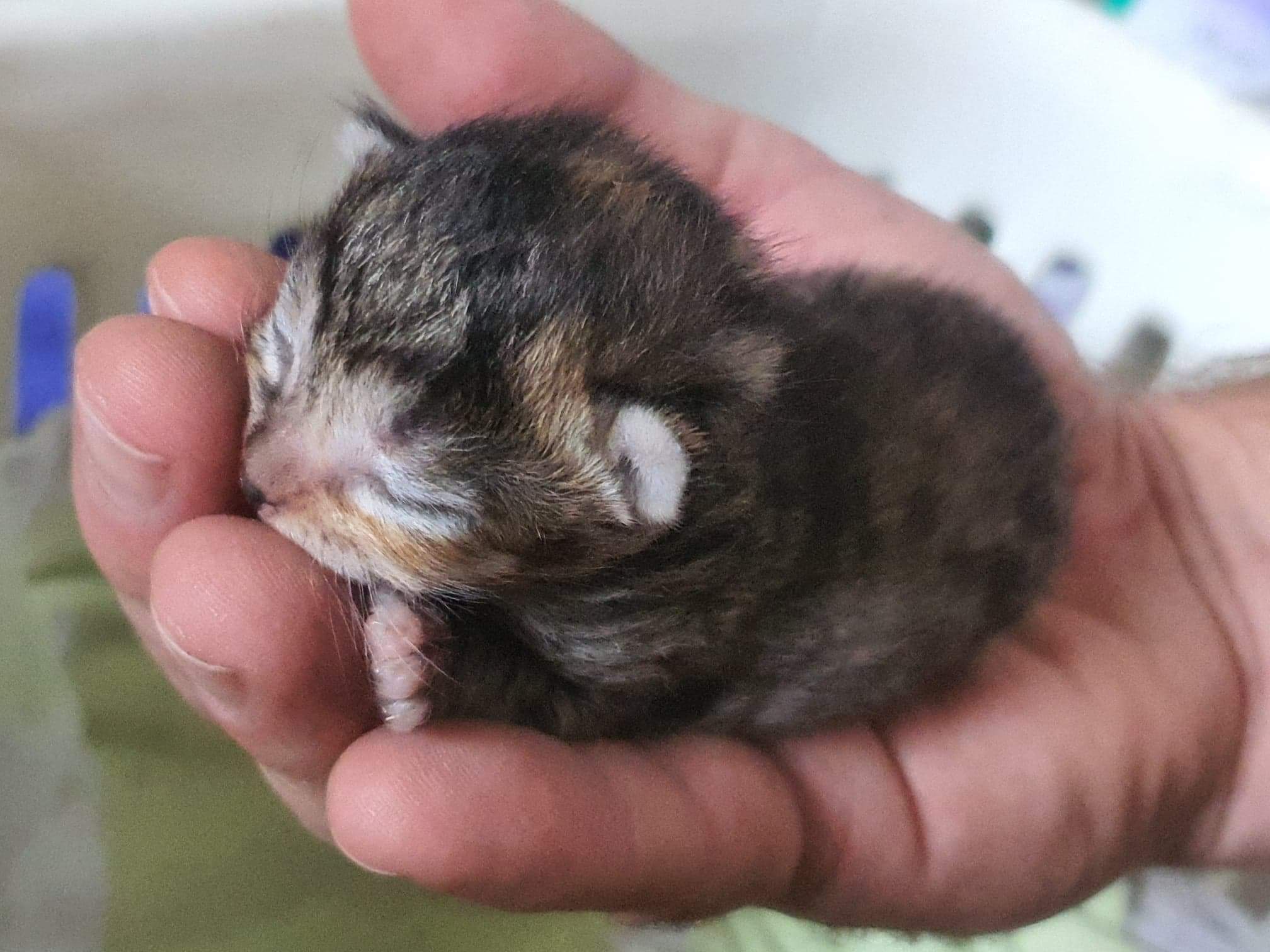 Itty bitty kitty r/aww