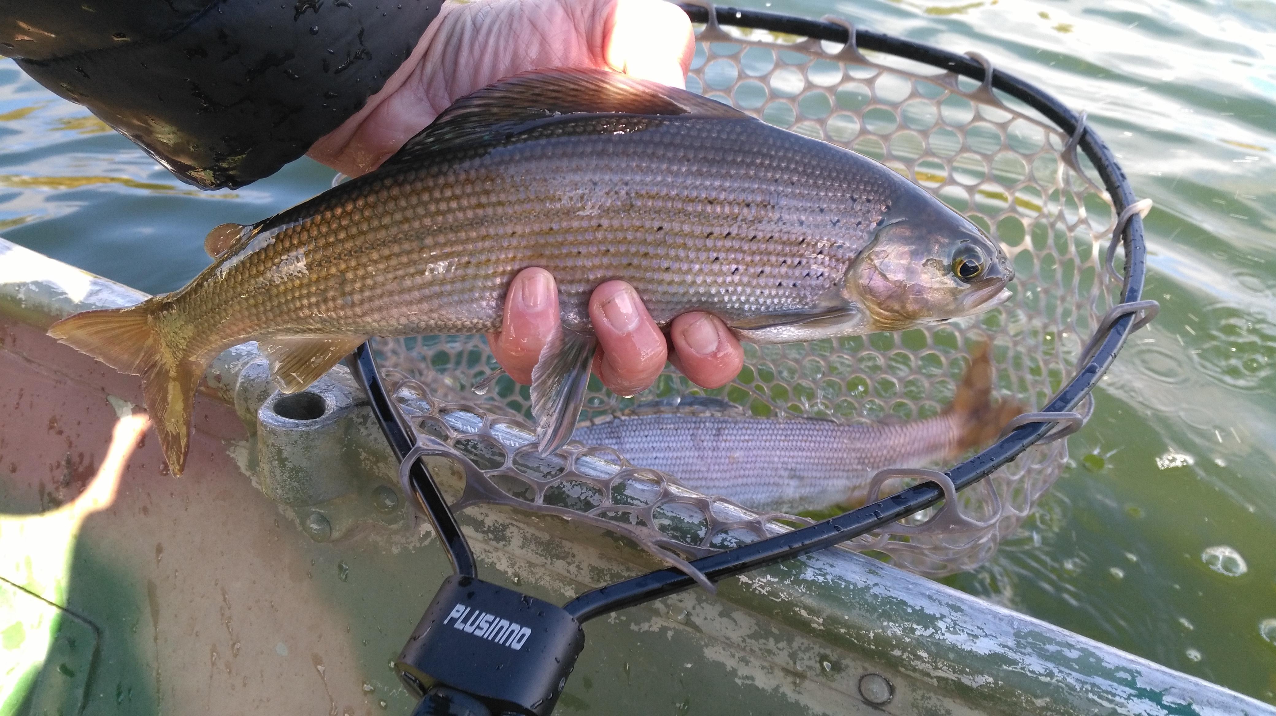 234 best Grayling images on Pholder Flyfishing, Fishing and Michigan