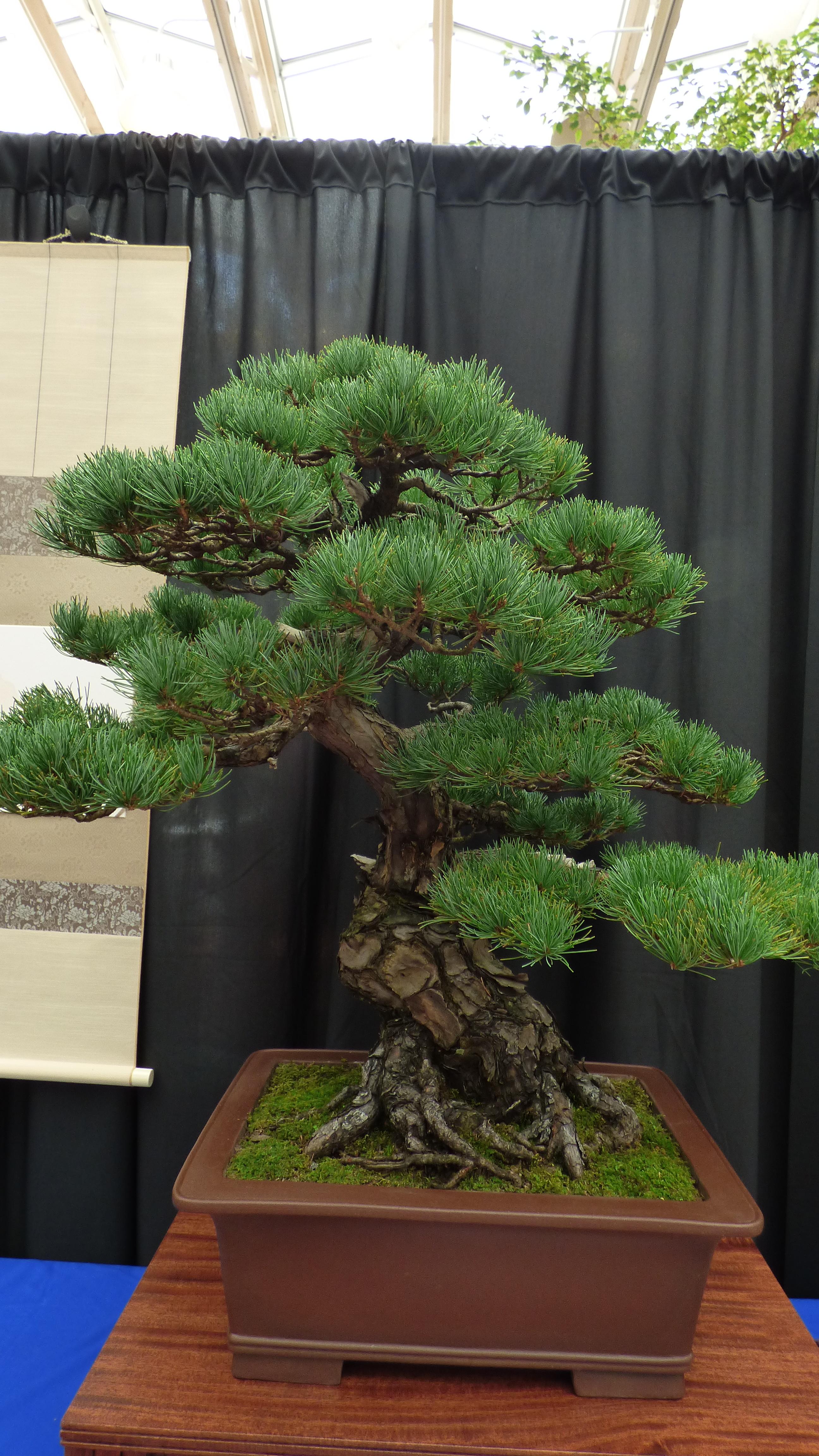 Beautiful Bonsai at Japanese Festival St Louis r/Bonsai