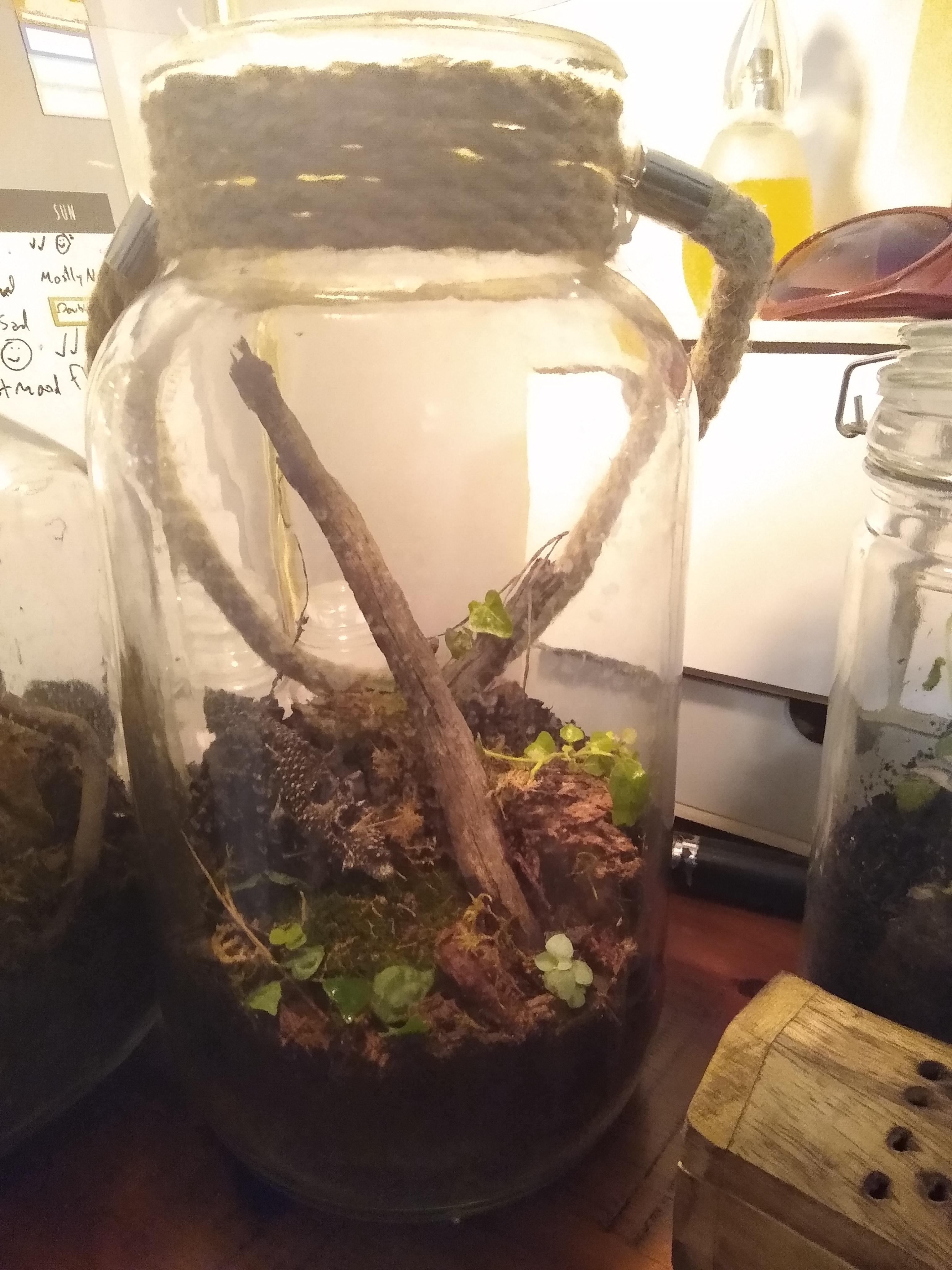 I've banned myself from buying plants for a while so I made this with