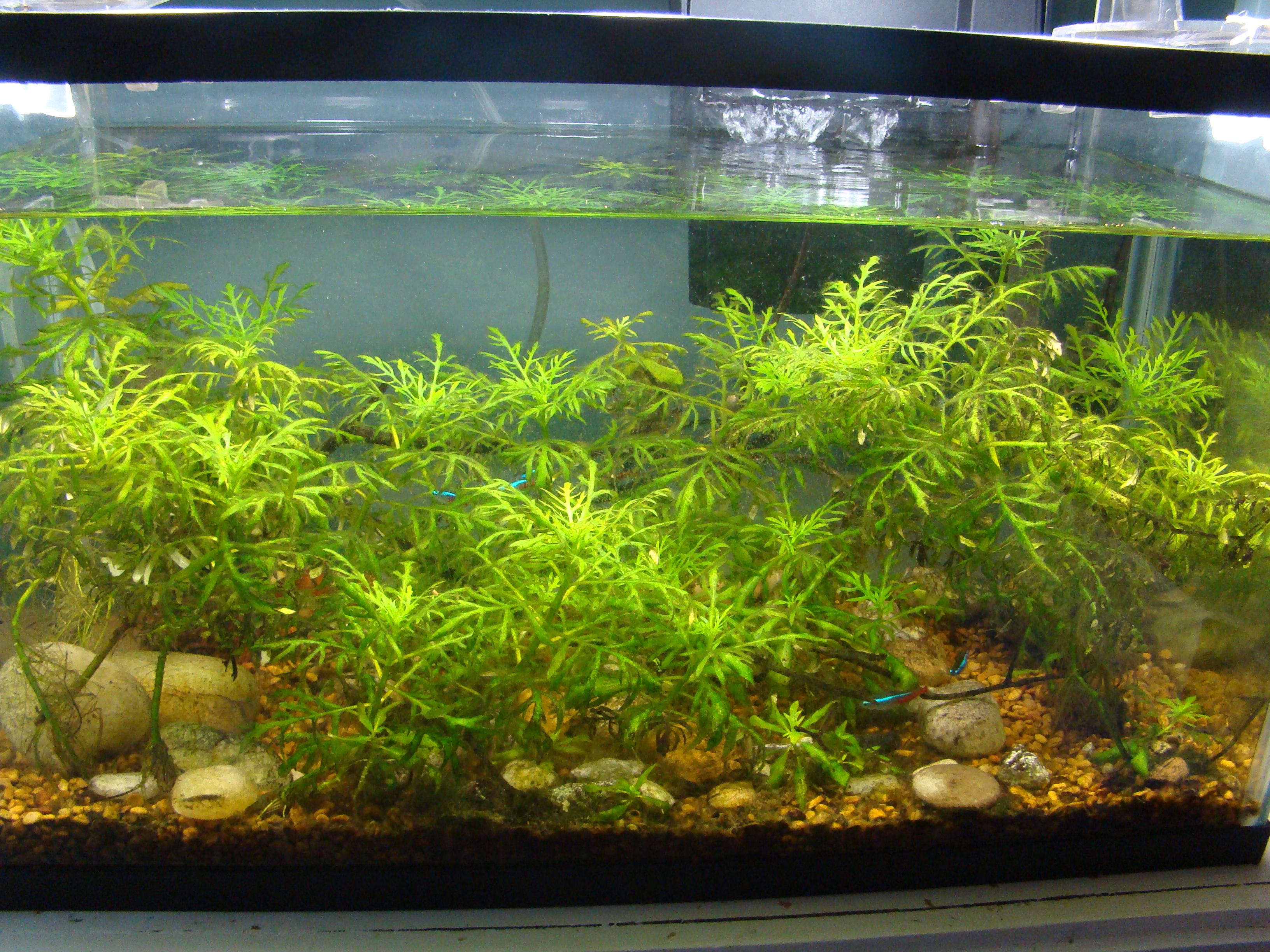 Water wisteria, neon tetras 10g low tech r/PlantedTank