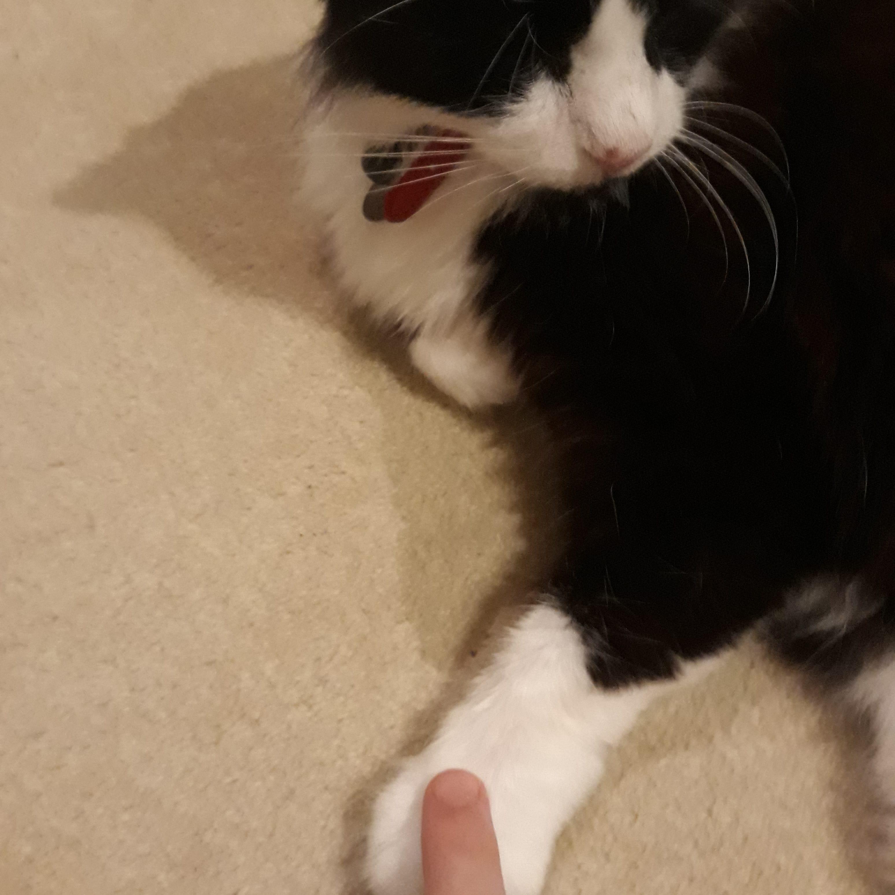 I... I touched the paw!!! 🙂🙂 👉👈 r/cats