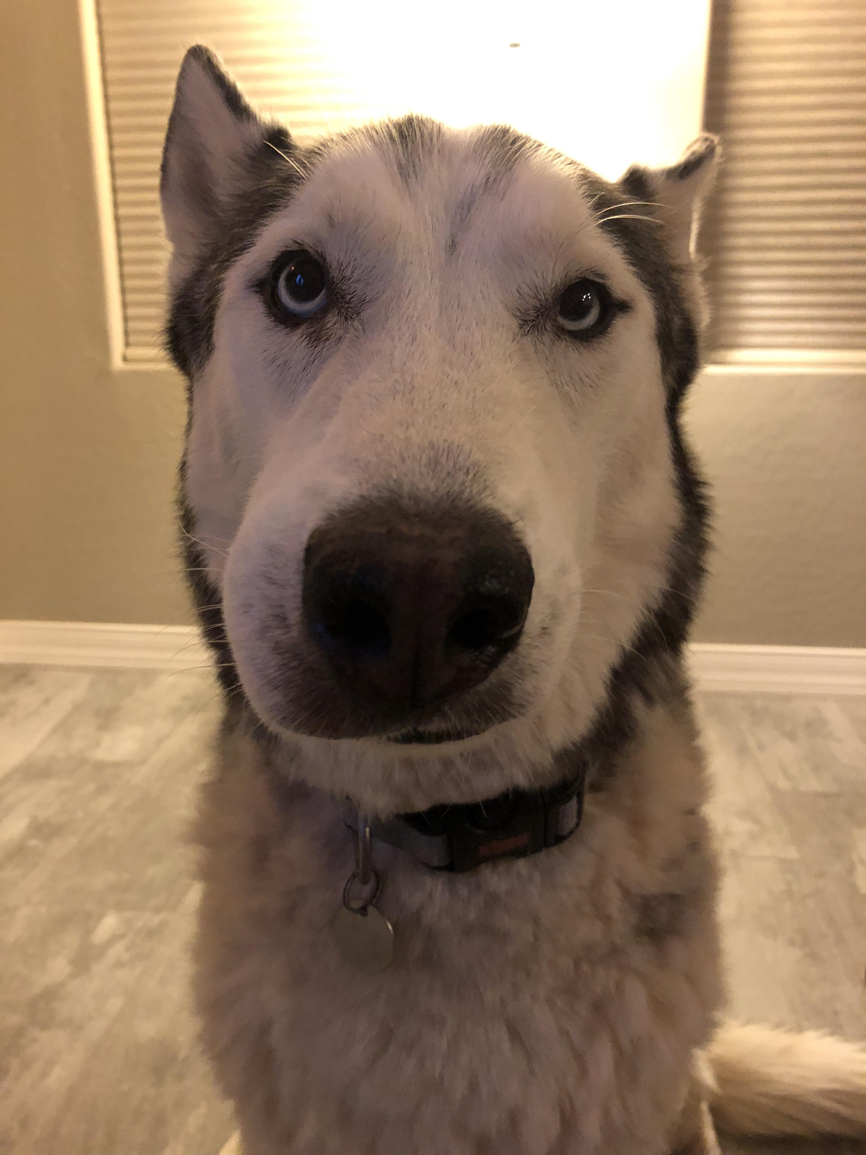 My poor husker with a swollen snout husky