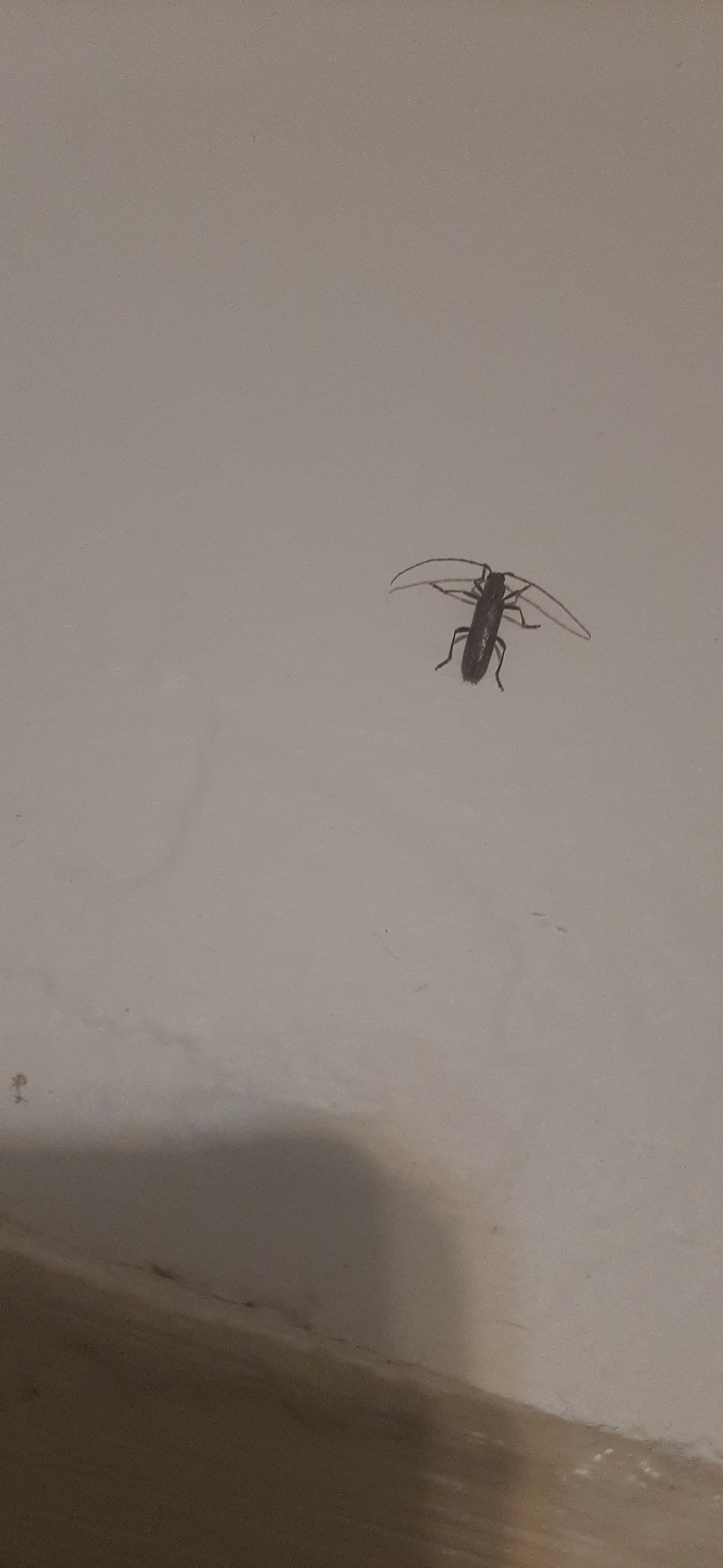 Found in Western NY. Is this a long skinny roach? : r/whatsthisbug